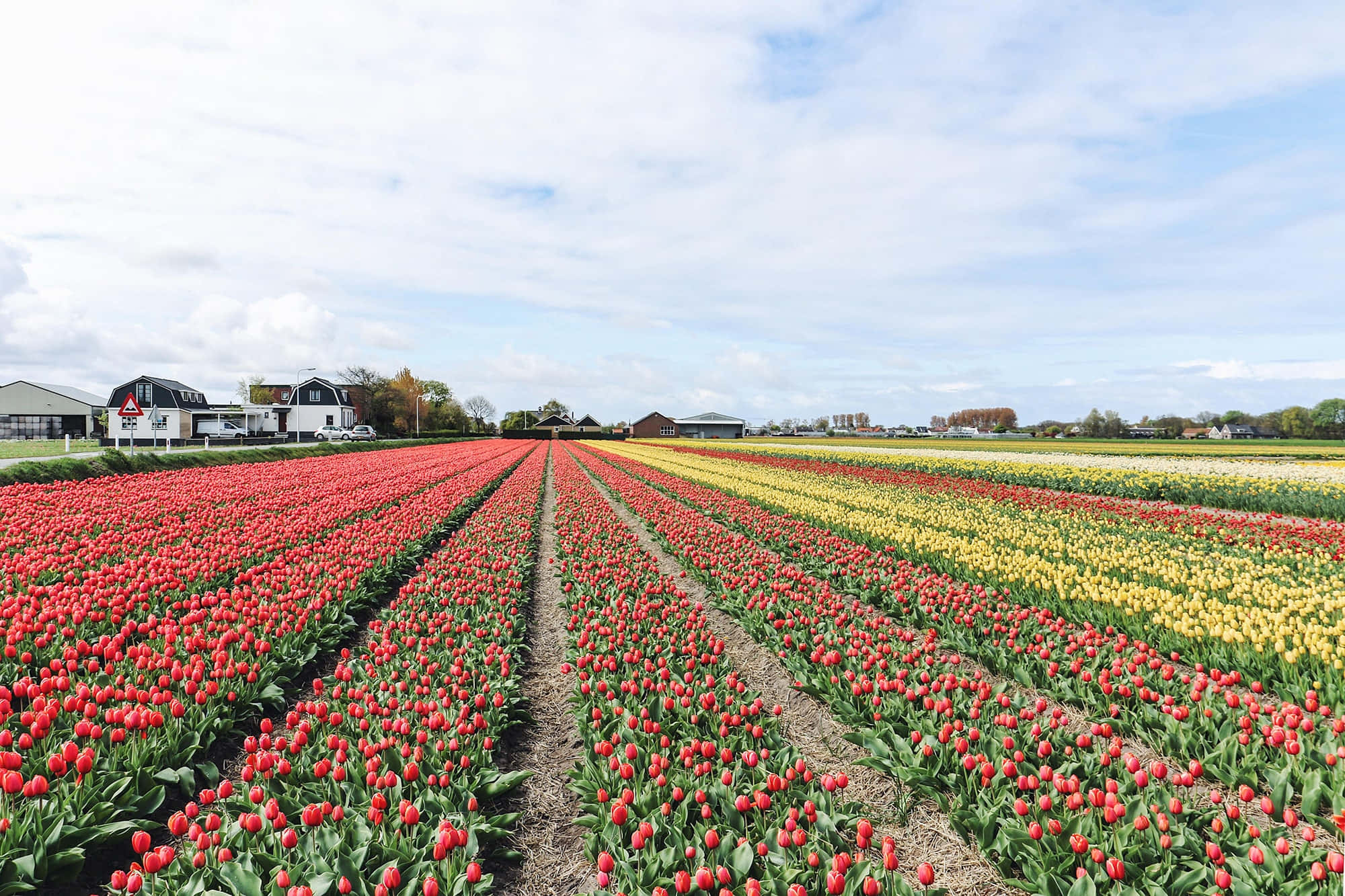 Amsterdam Spring, tulips, red, Full HD Desktop Wallpaper
