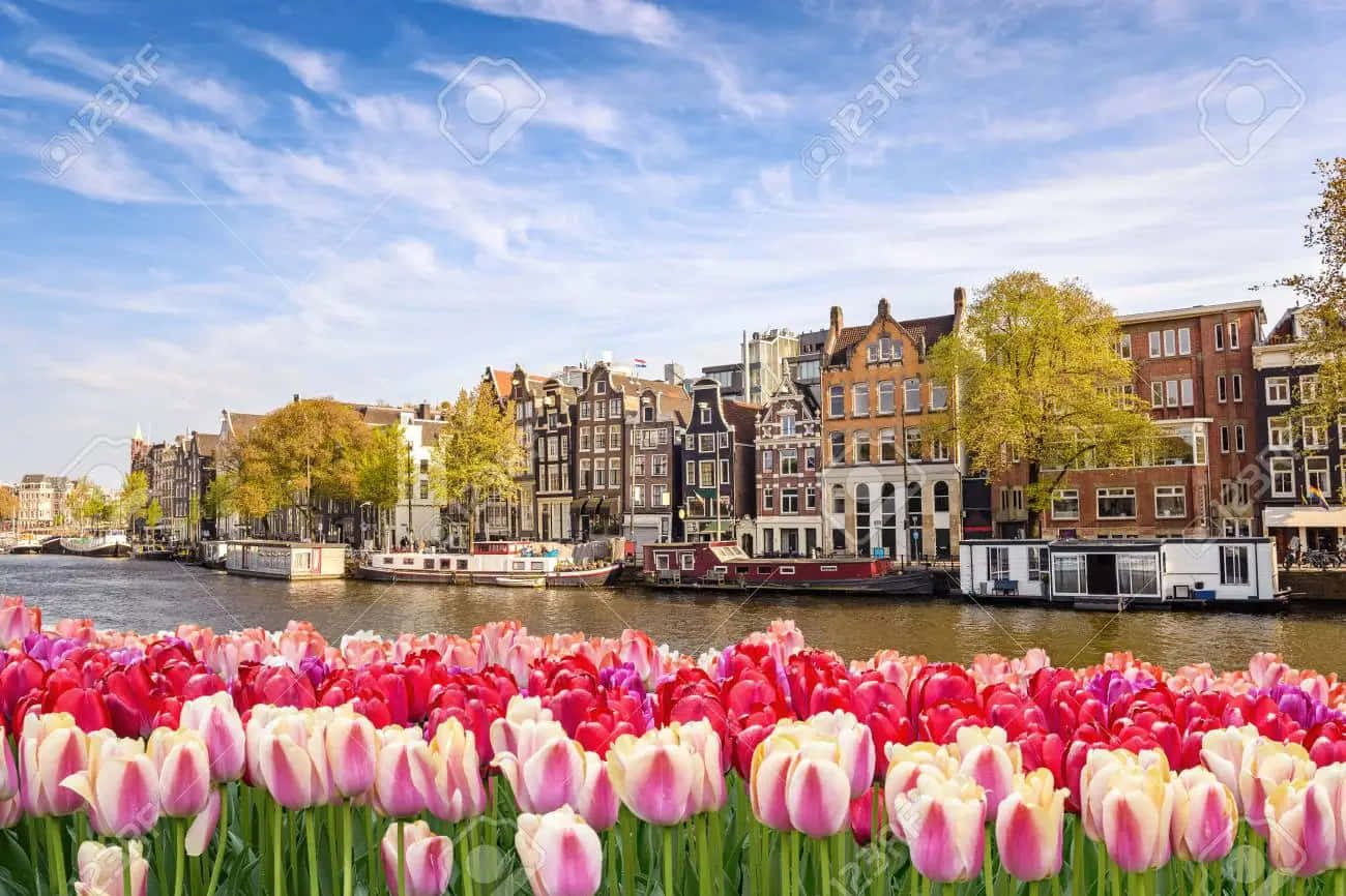 Amsterdam, tulips, canal, HD Desktop Wallpaper