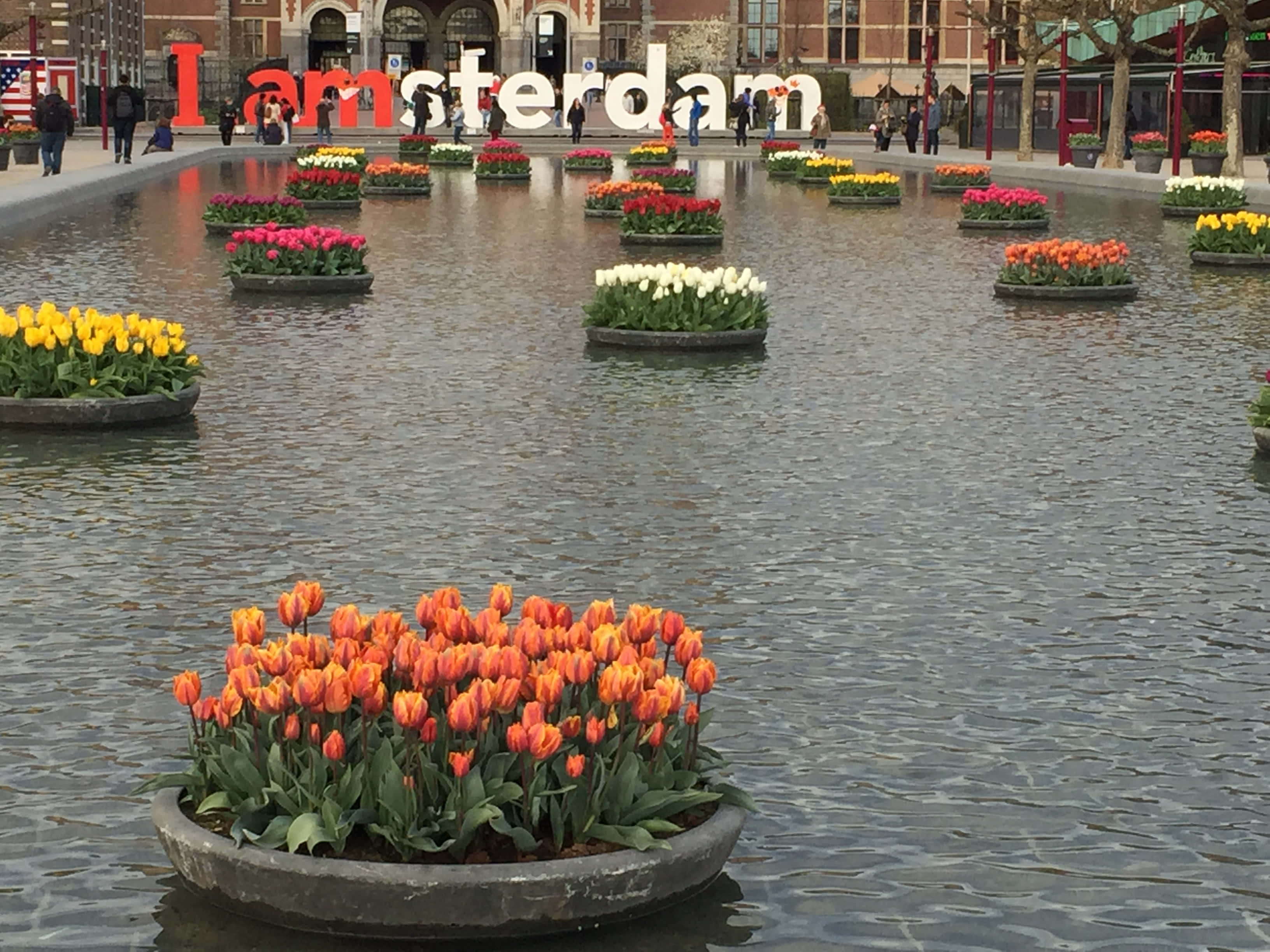 Amsterdam, tulips, springtime, 2K Desktop Wallpaper