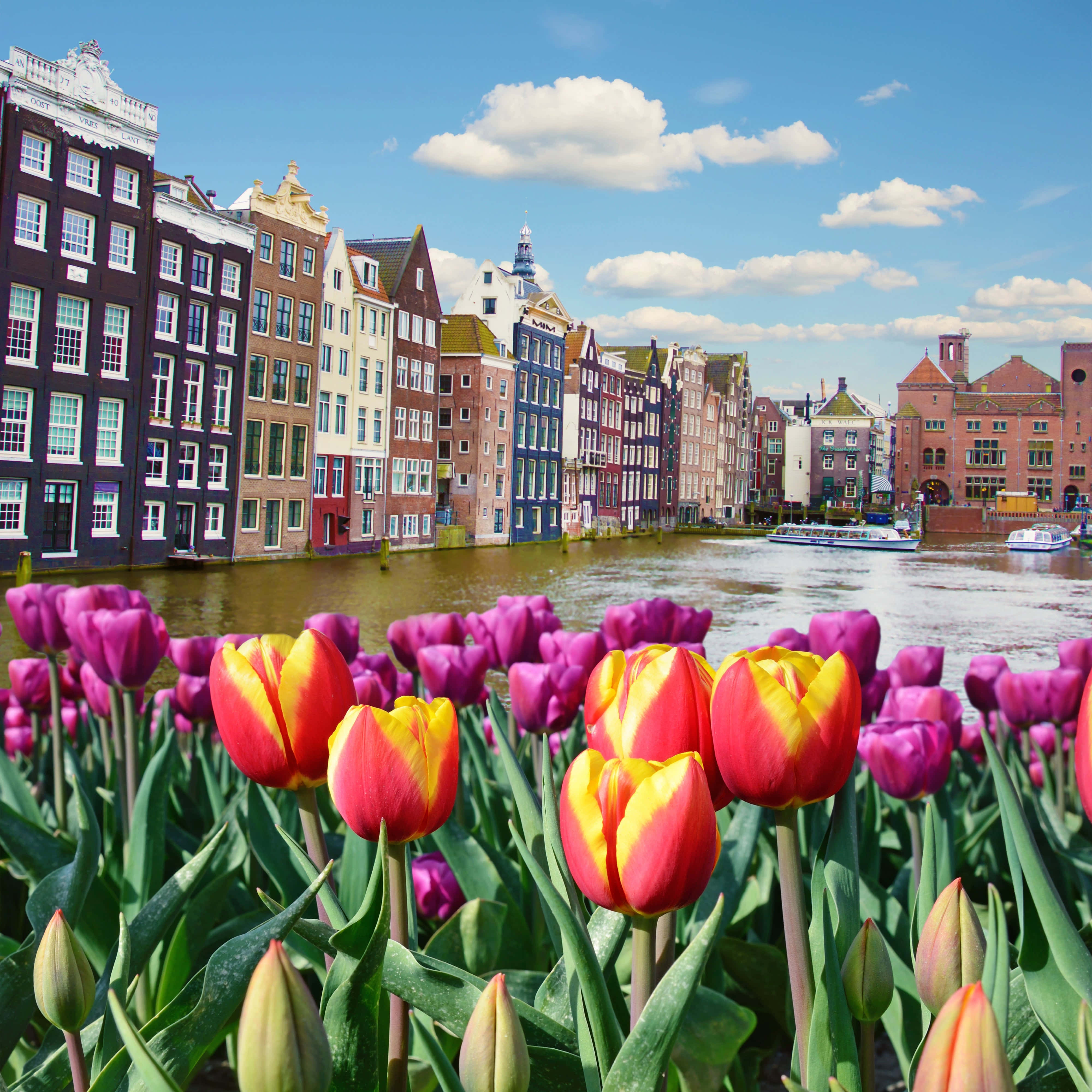 Amsterdam, tulips, canal houses, 4K Desktop Wallpaper