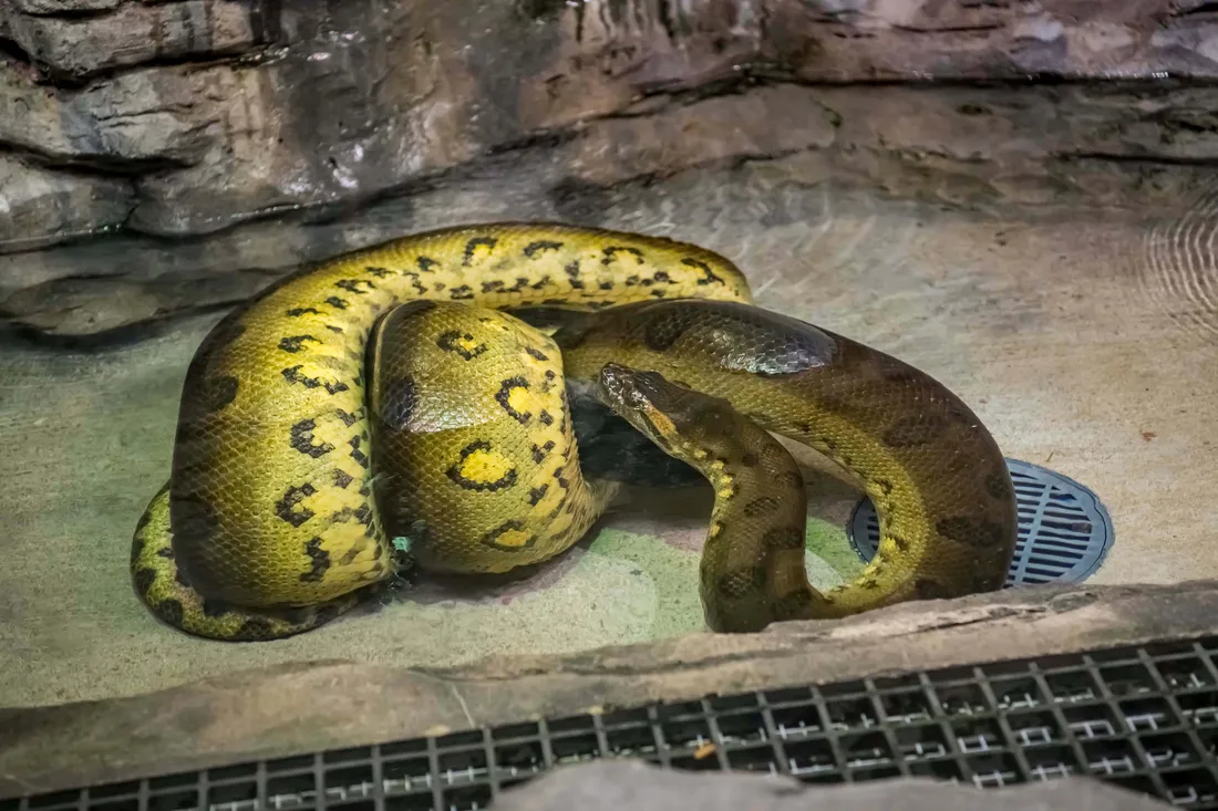 Anaconda Wallpapers