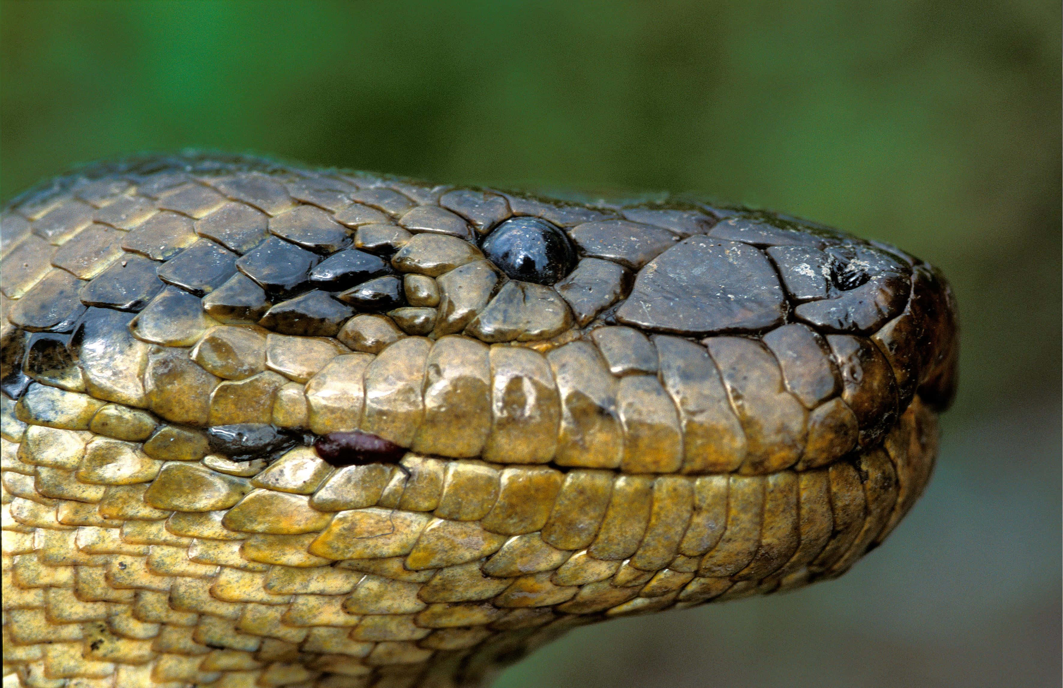 Anaconda, glossy black eye, detailed scales, 2K Desktop Wallpaper