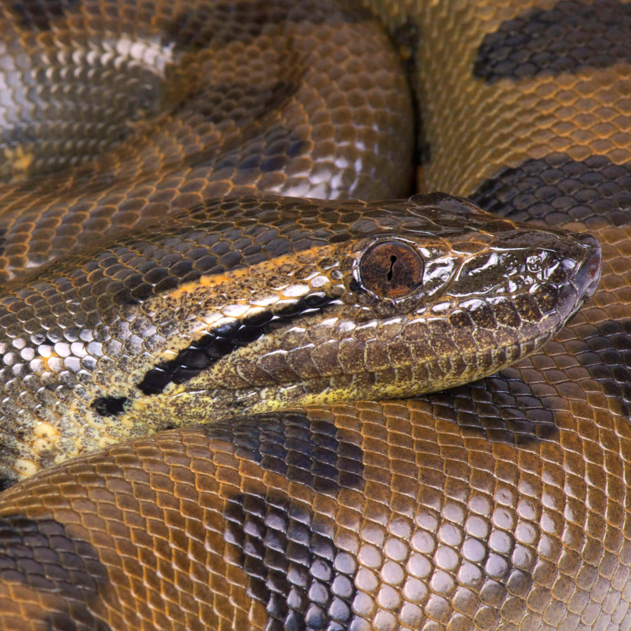 Anaconda, brown scales, tan scales, Full HD Desktop Wallpaper