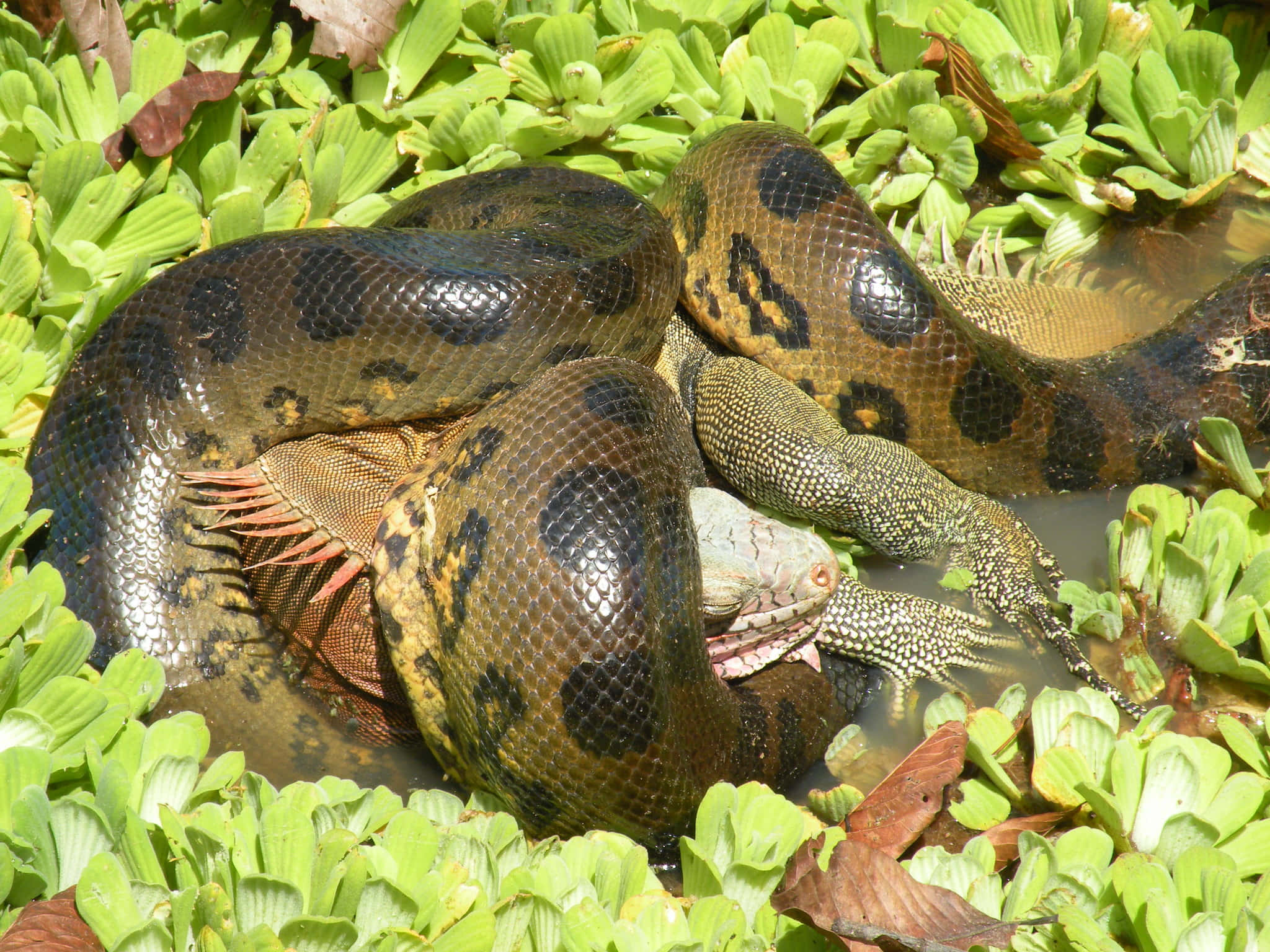 Anaconda, caiman, water lilies, Full HD Desktop Wallpaper