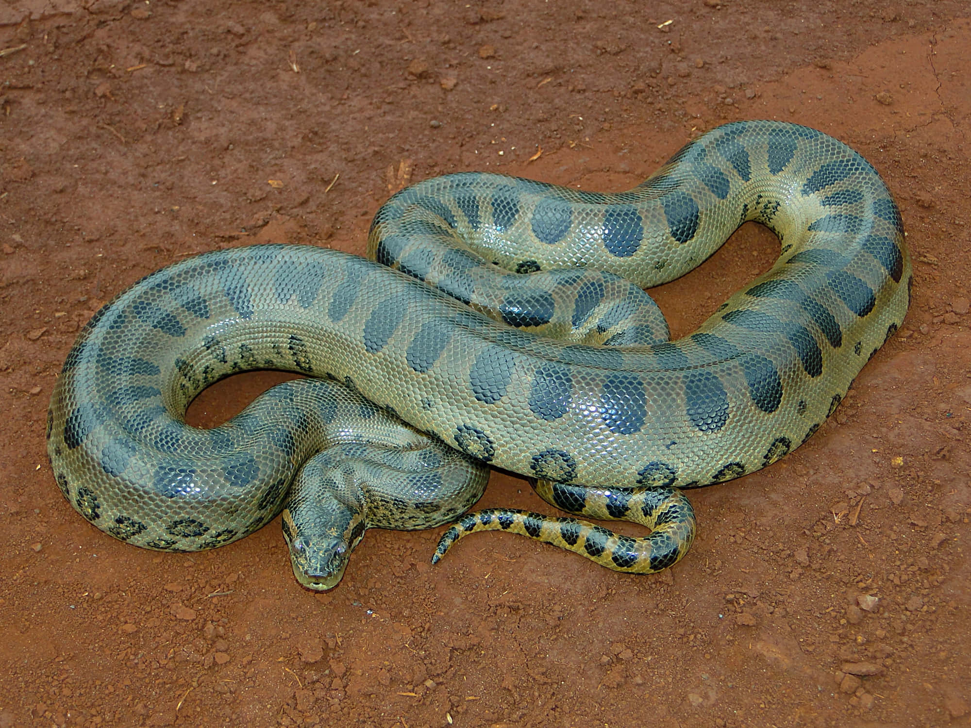 green anaconda, dark spots, reddish-brown earth, Full HD Desktop Wallpaper