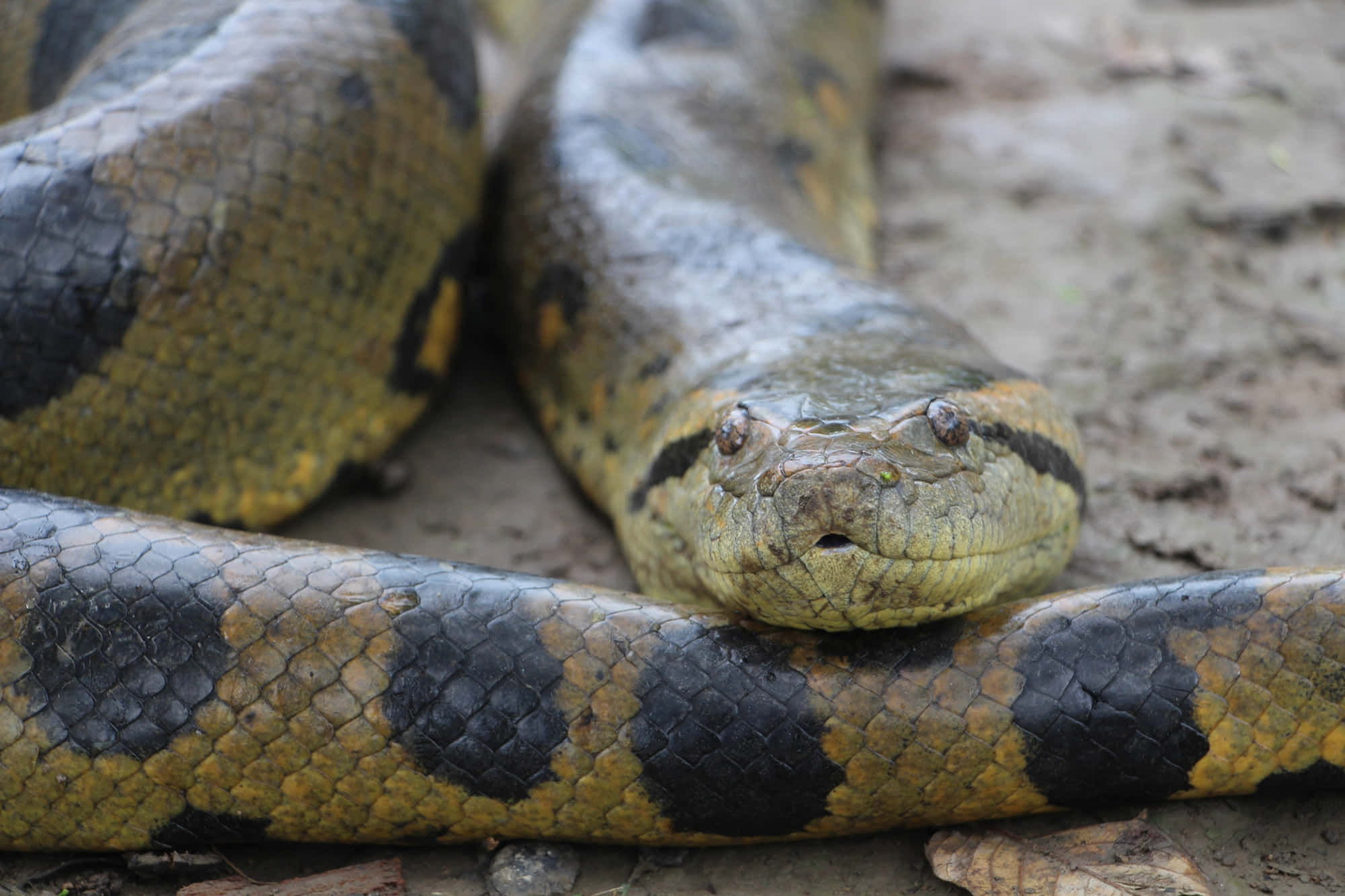 Green Anaconda, yellow and black scales, muddy ground, Full HD Desktop Wallpaper