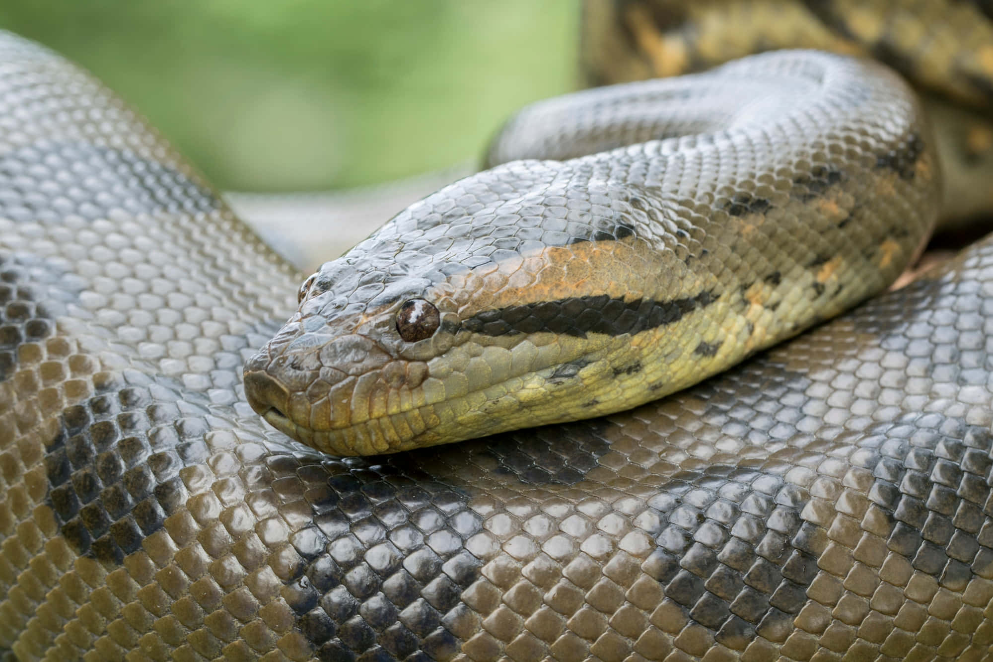 anaconda, large anaconda, detailed scales, Full HD Desktop Wallpaper