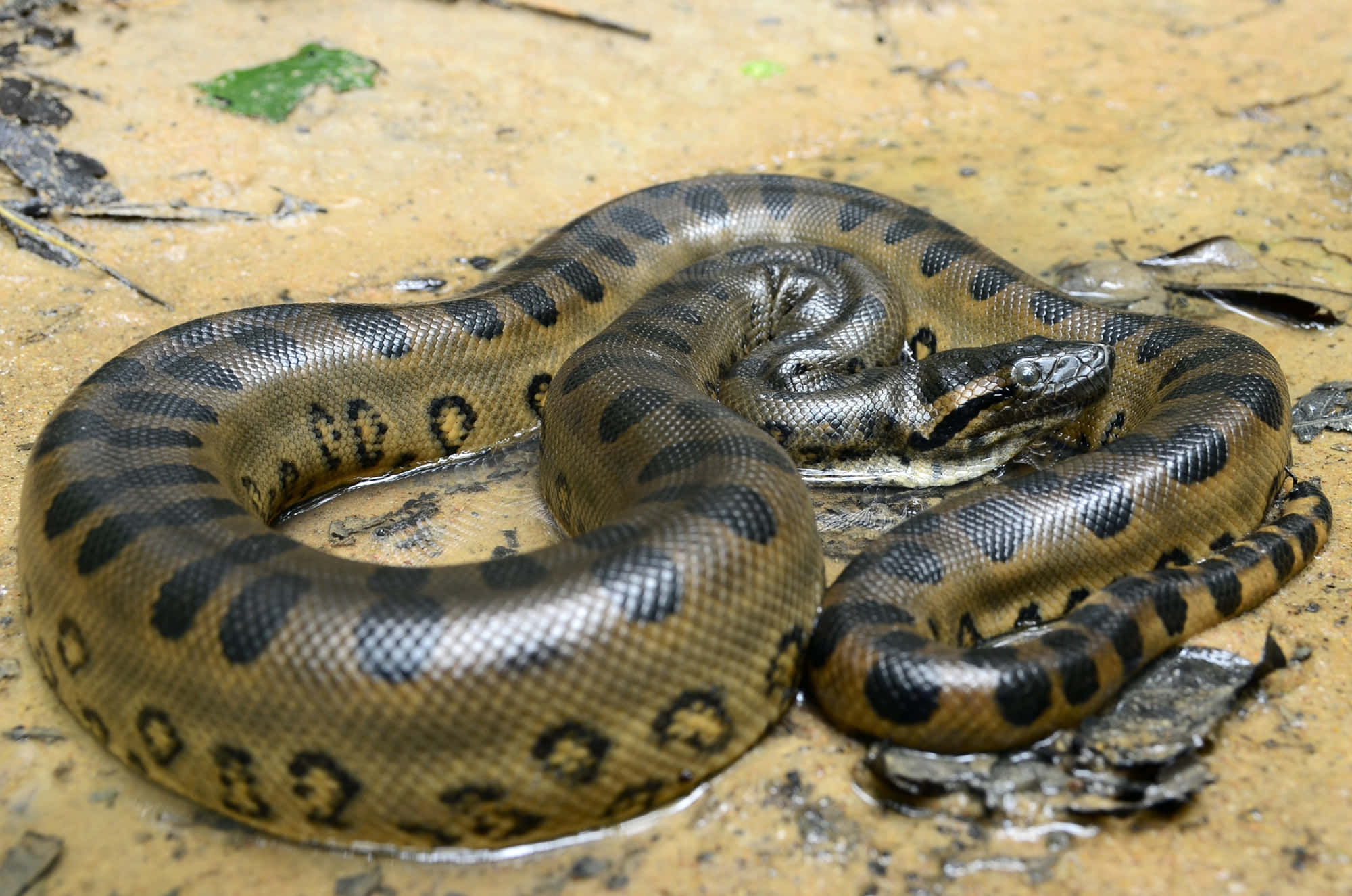 green anaconda, dark brown and black spotted scales, shallow muddy water, Full HD Desktop Wallpaper