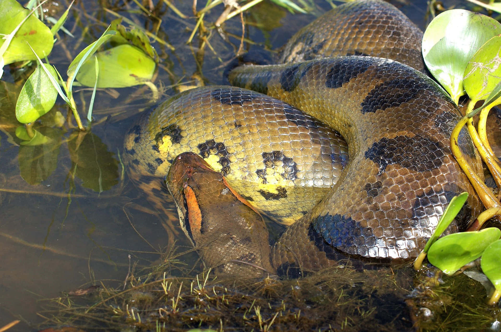 green anaconda, murky water, green water lilies, Full HD Desktop Wallpaper