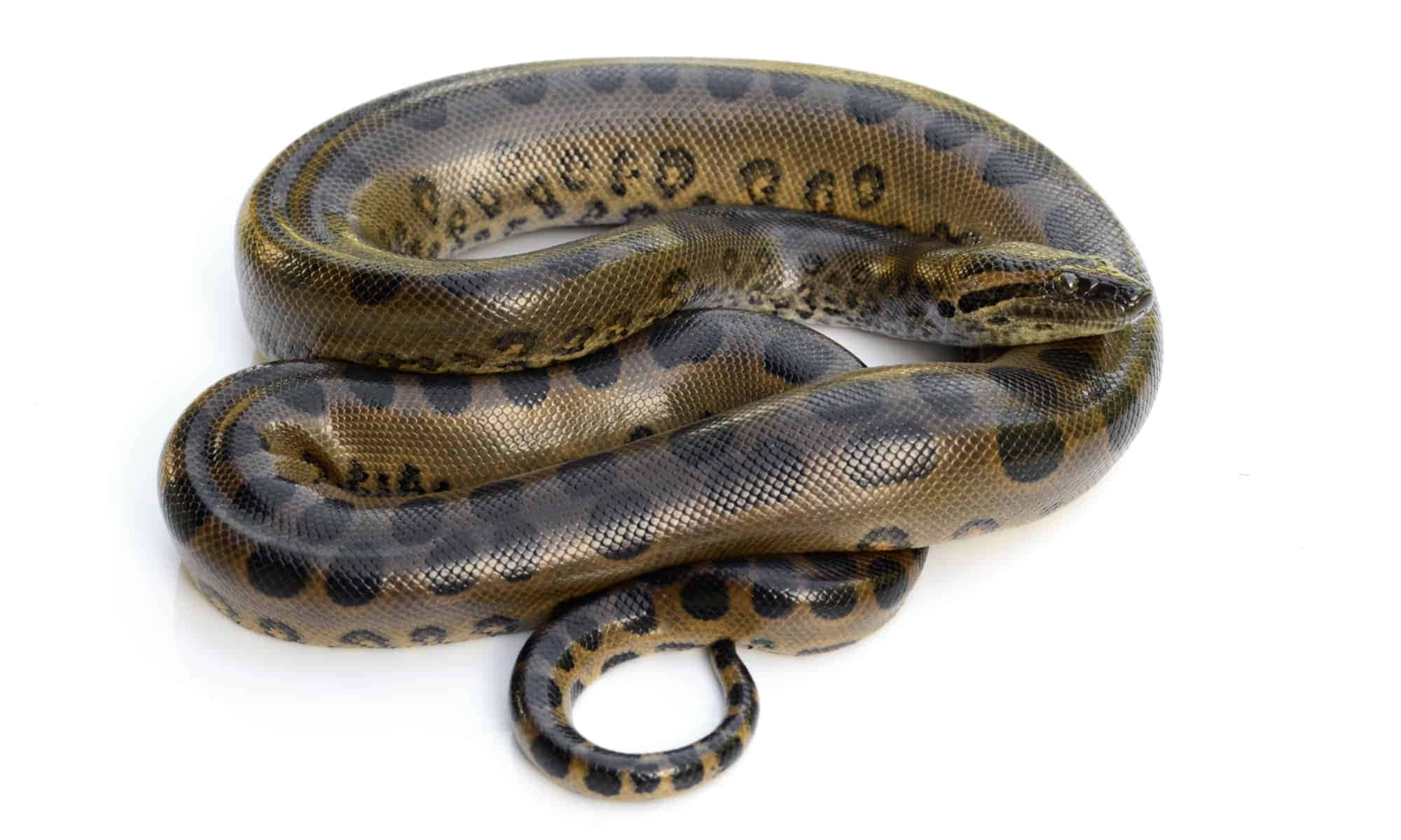 green anaconda, coiled, brown and black patterns, Full HD Desktop Wallpaper