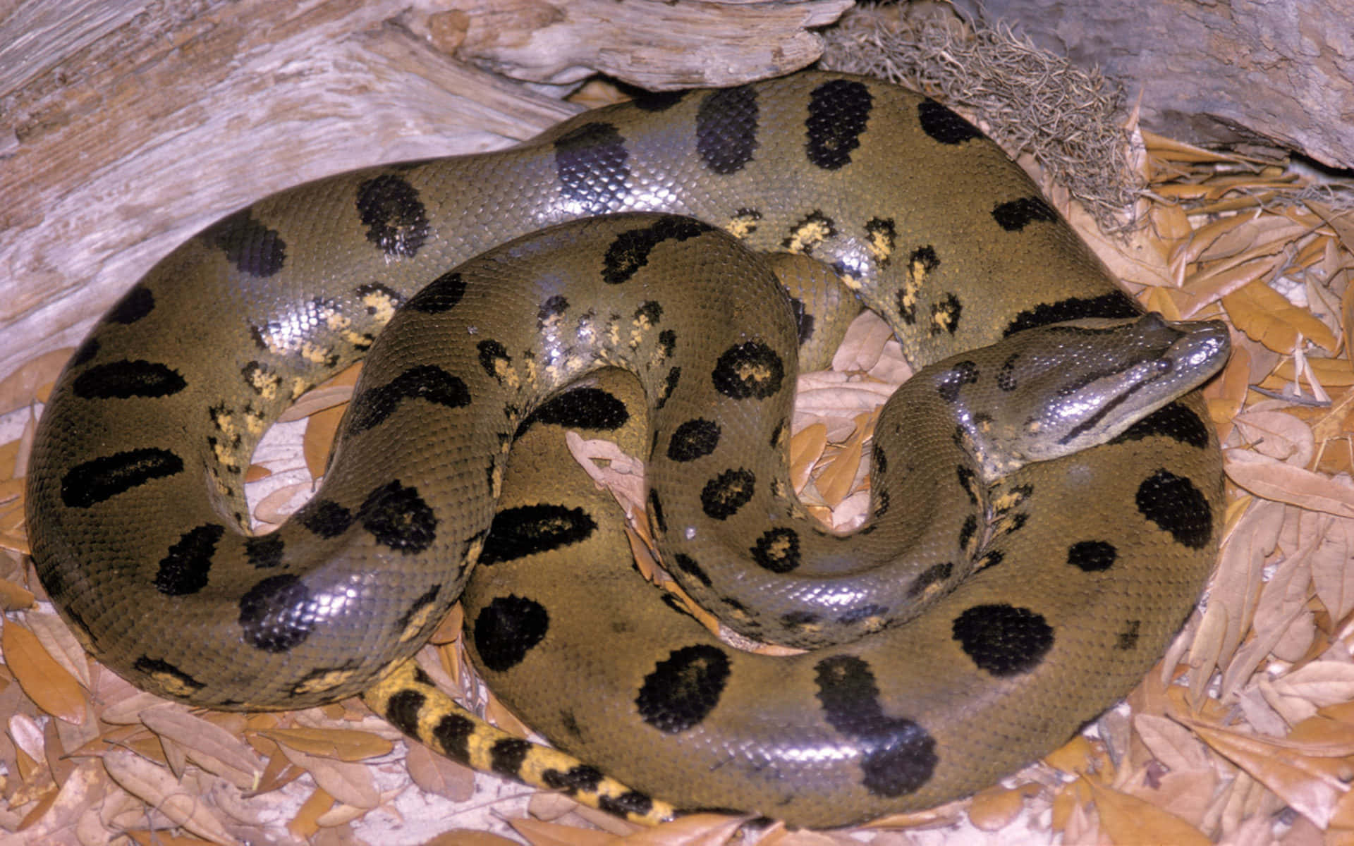 green anaconda, dark spots, dry leaves, Full HD Desktop Wallpaper