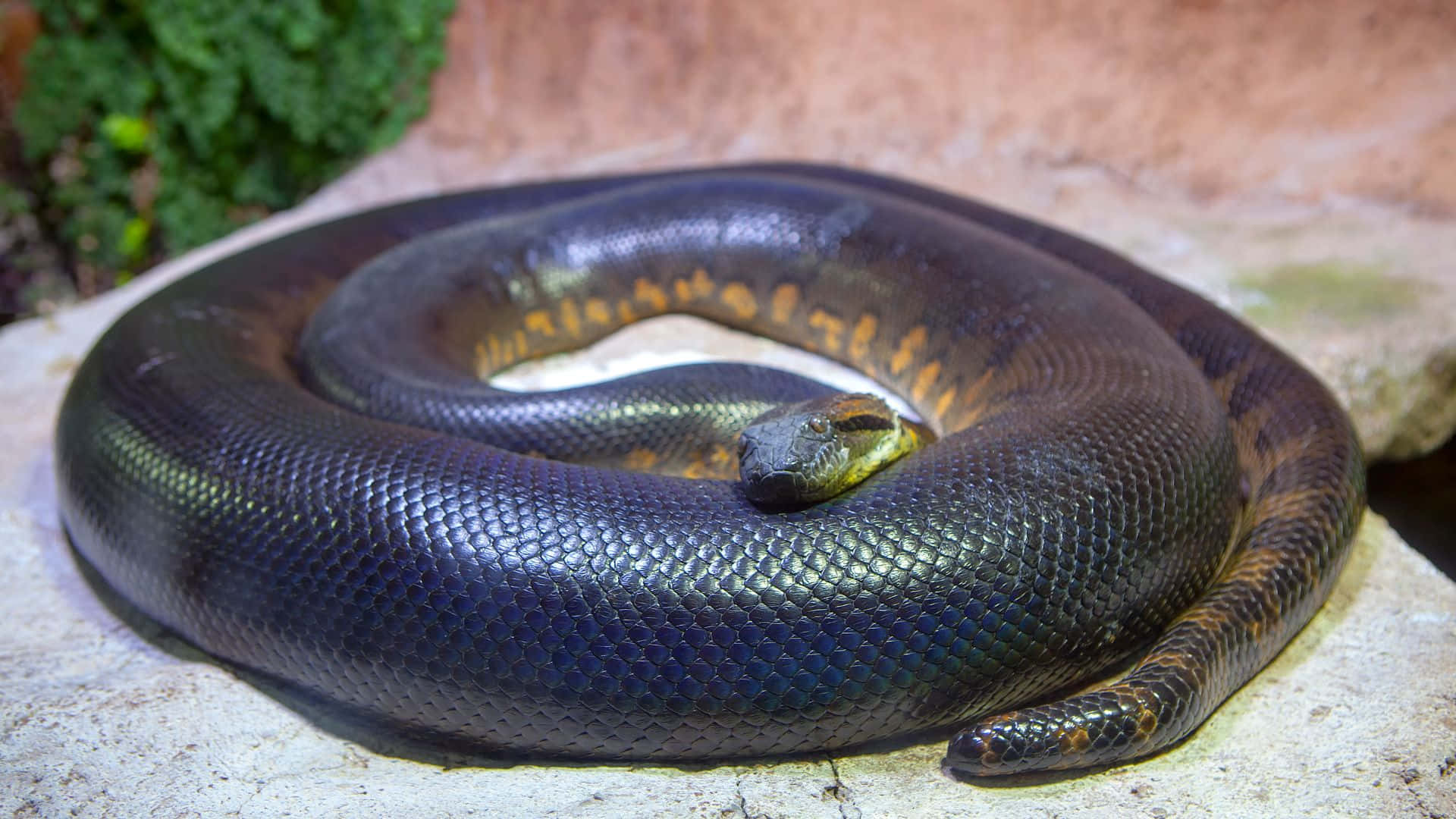 coiled anaconda, dark anaconda, light stone surface, Full HD Desktop Wallpaper
