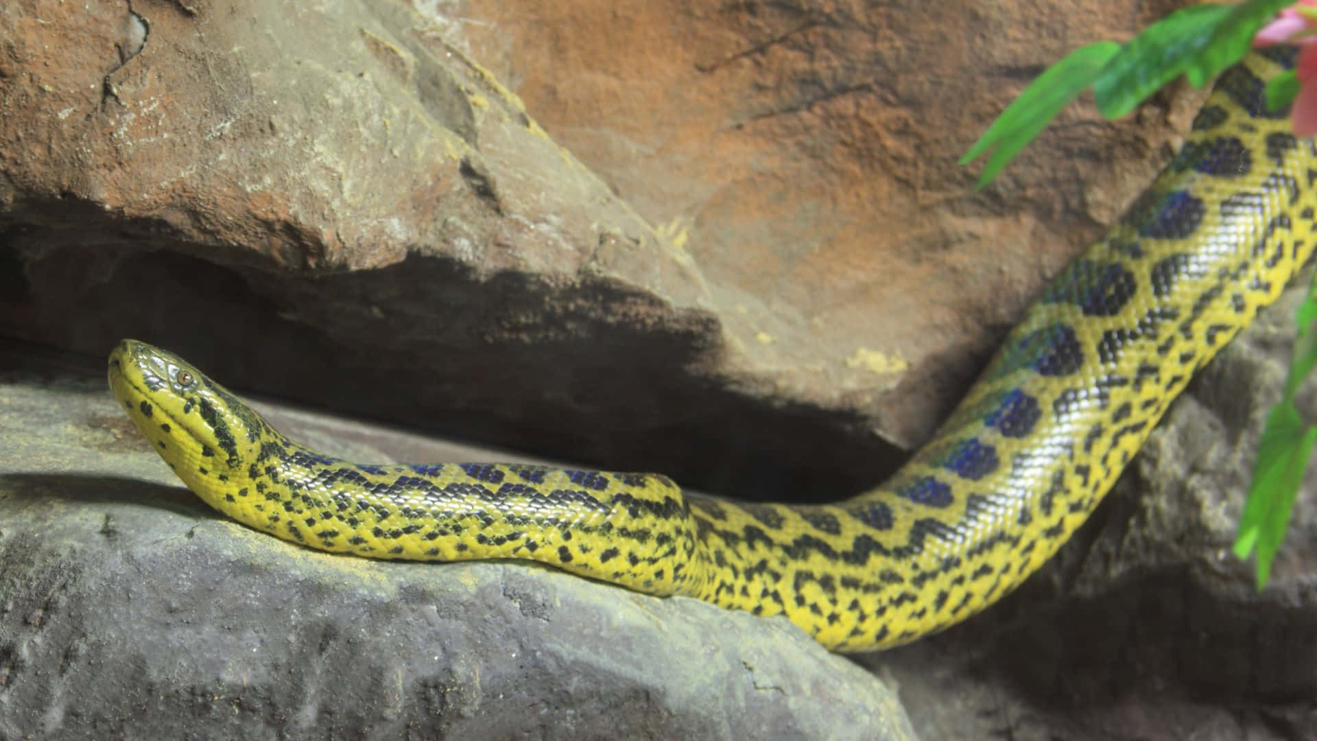 Yellow Anaconda, rugged rocks, green foliage, Full HD Desktop Wallpaper