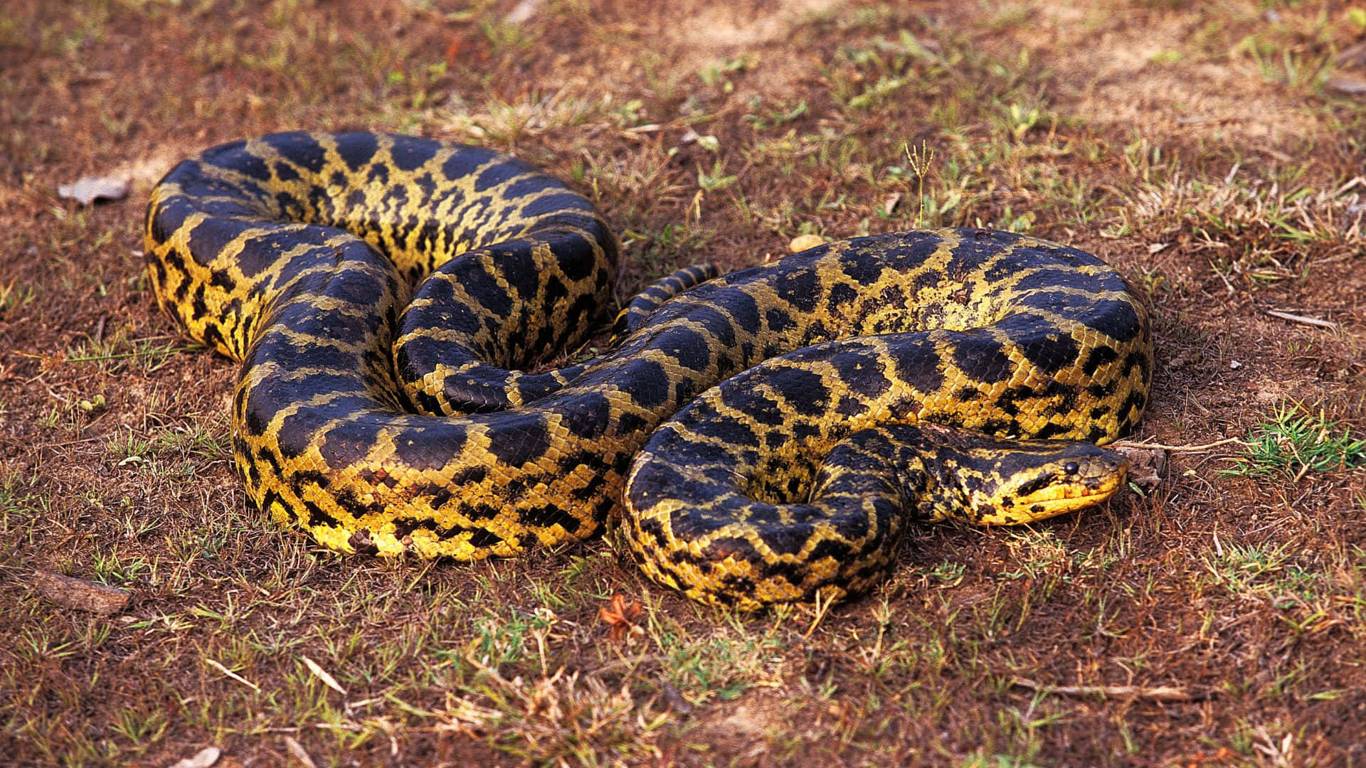 yellow black anaconda, coiledin nature, dry grass, Full HD Desktop Wallpaper