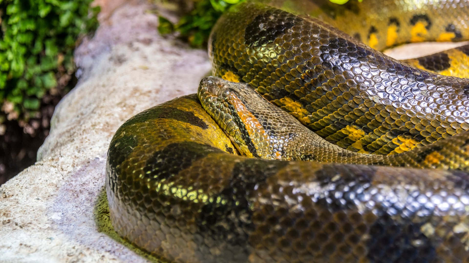 Green Anaconda, mossy rock, vibrant green scales, Full HD Desktop Wallpaper