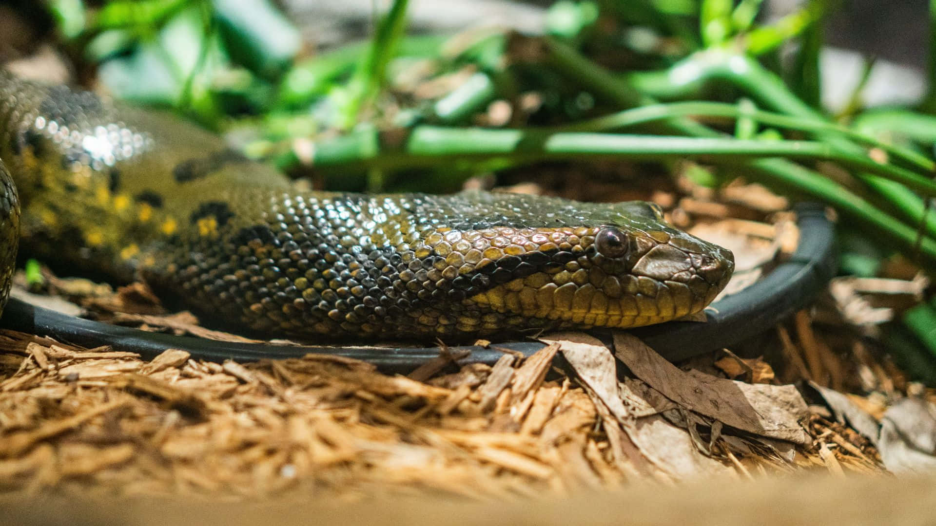 green anaconda, wood chips, green foliage, Full HD Desktop Wallpaper