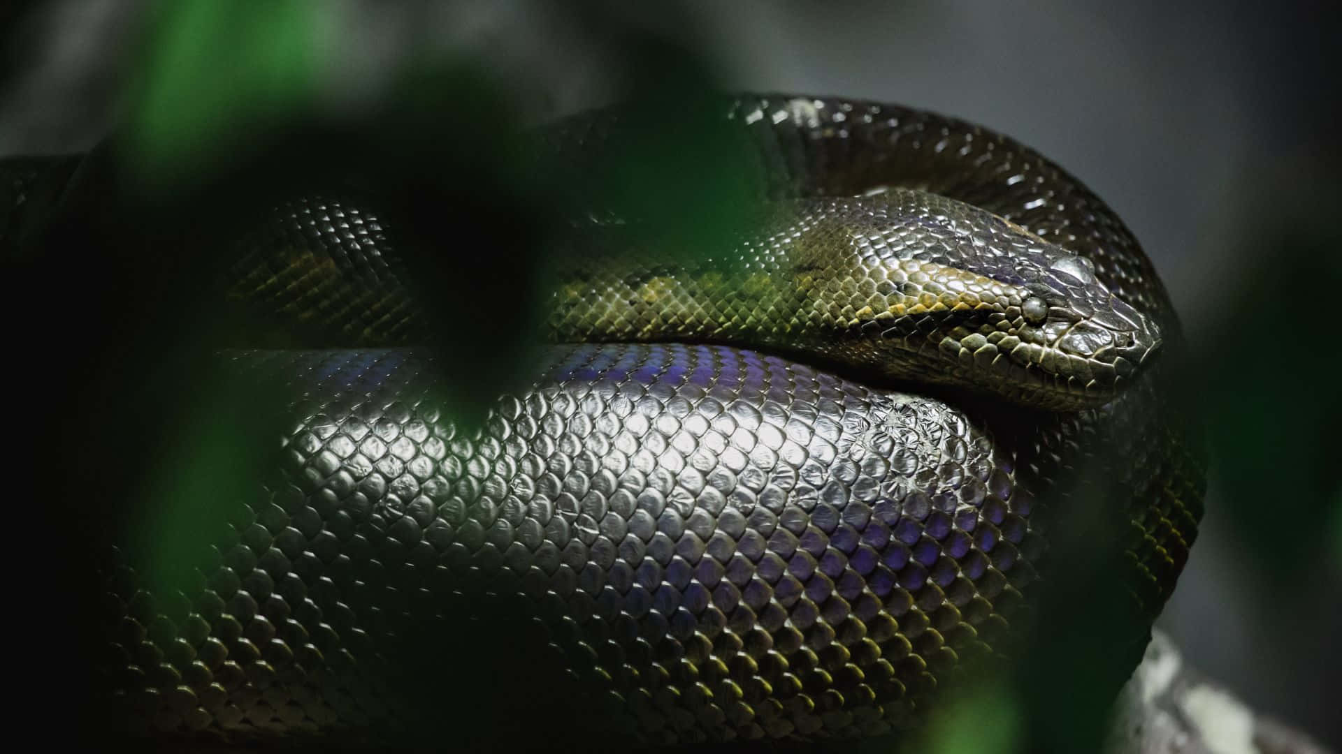 green anaconda, iridescent scales, dark foliage, Full HD Desktop Wallpaper