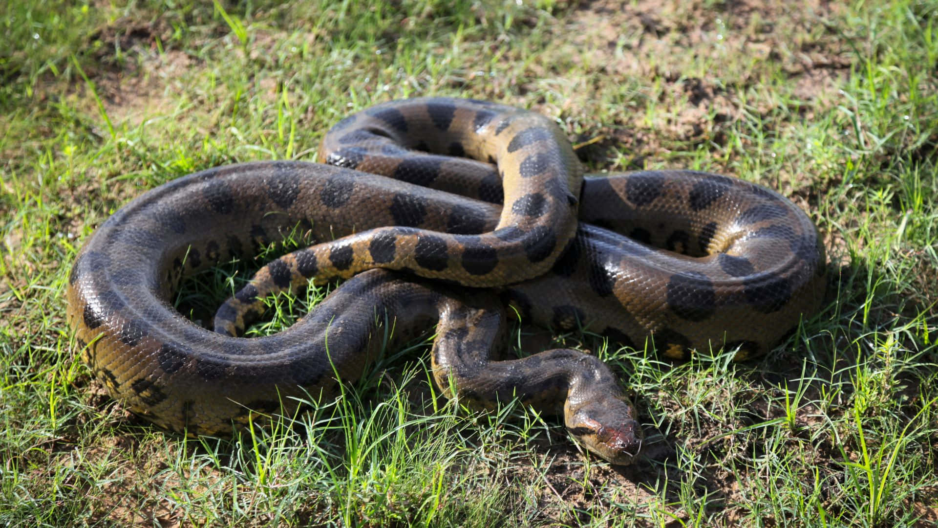 Green Anaconda, dark brown and black patterned scales, vibrant green grass, Full HD Desktop Wallpaper
