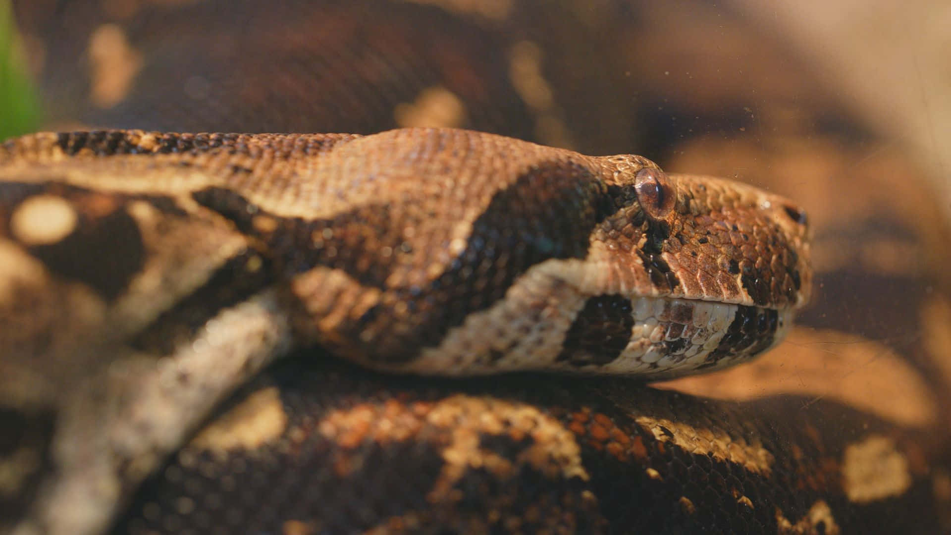 Anaconda, python, log, Full HD Desktop Wallpaper
