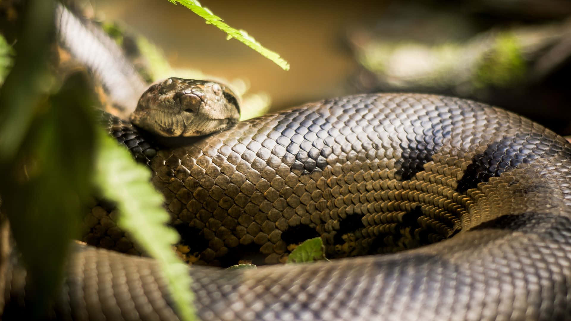 Anaconda, jungle, ferns, Full HD Desktop Wallpaper