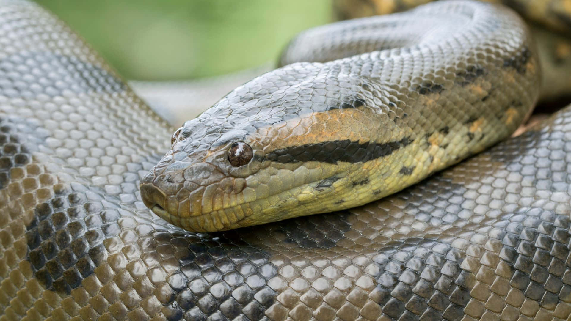 anaconda, scales, green foliage, Full HD Desktop Wallpaper