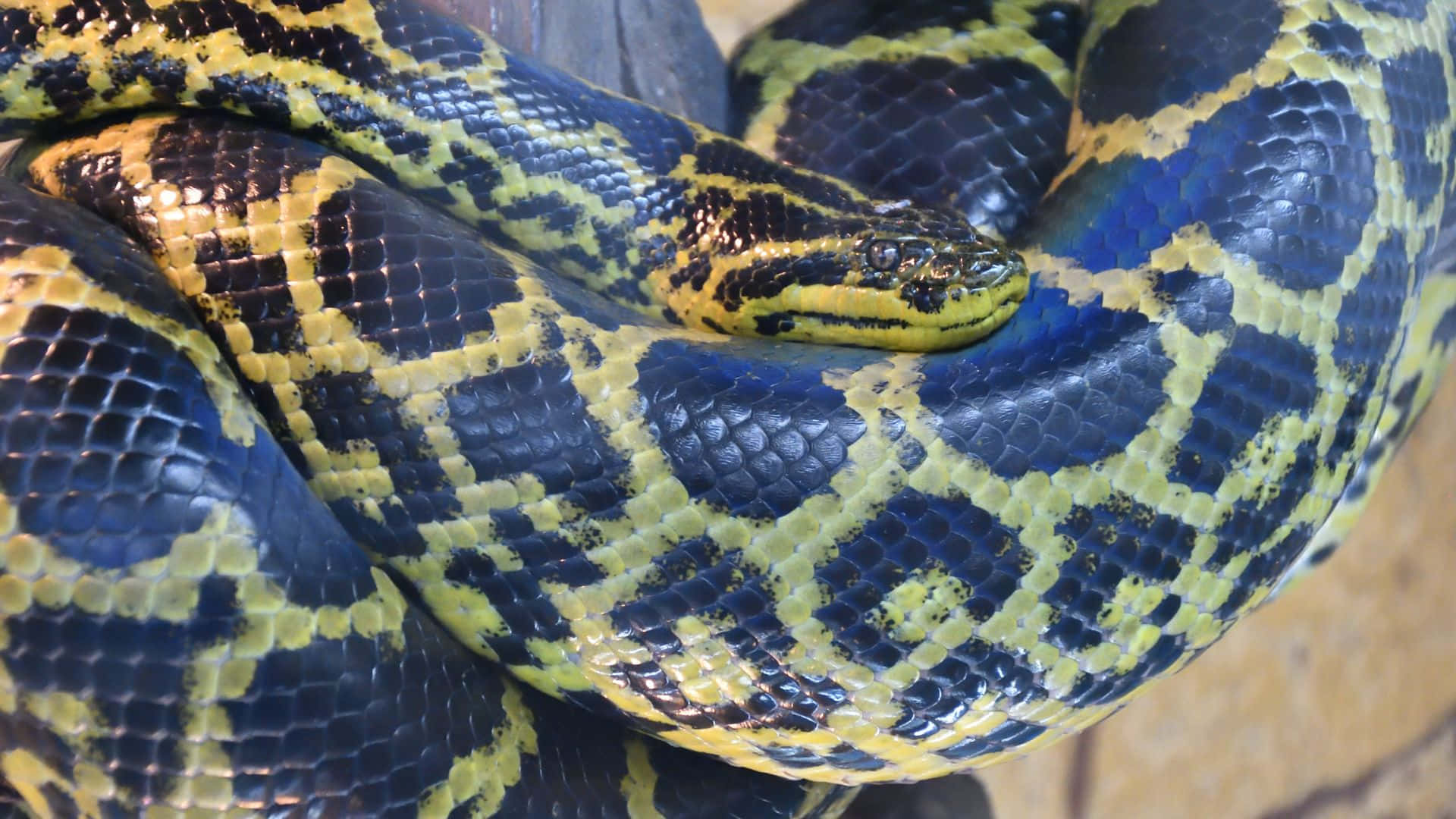Anaconda, vibrant blue, yellow patterned, Full HD Desktop Wallpaper