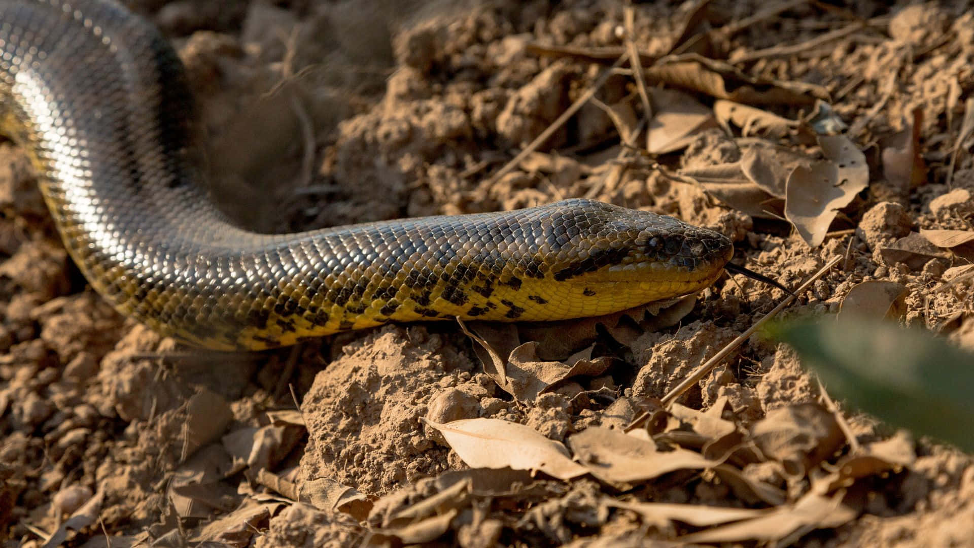 anaconda, yellow and black patterned scales, dry earth, Full HD Desktop Wallpaper