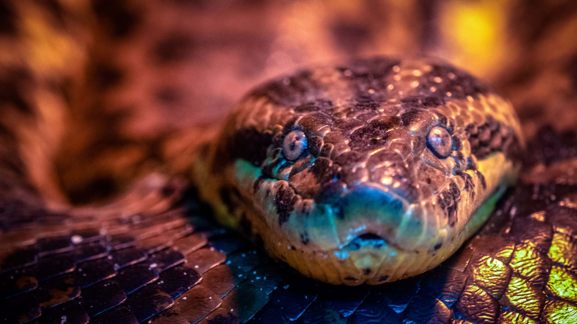 Anaconda, glowing blue eyes, iridescent scales, Full HD Desktop Wallpaper