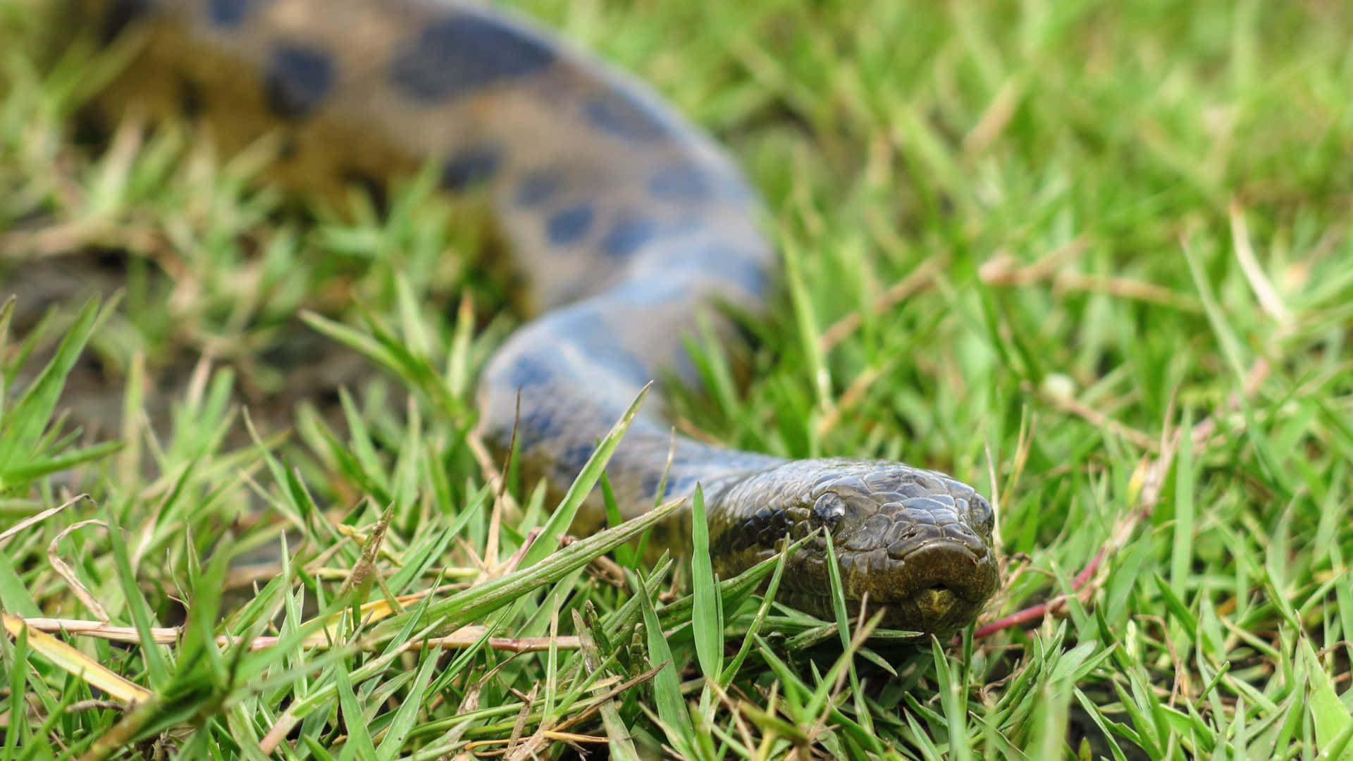 Anacondain Grass, dark patterned snake, vibrant green grass, Full HD Desktop Wallpaper