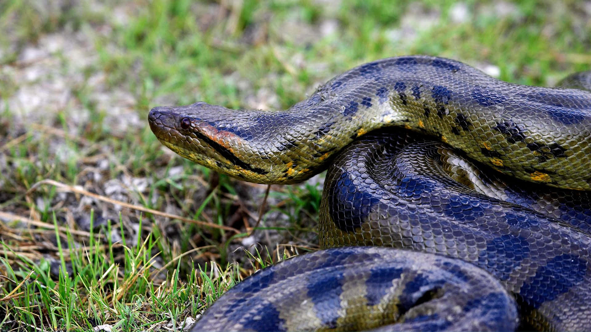 green anaconda, dark blue and green scales, vibrant green grass, Full HD Desktop Wallpaper