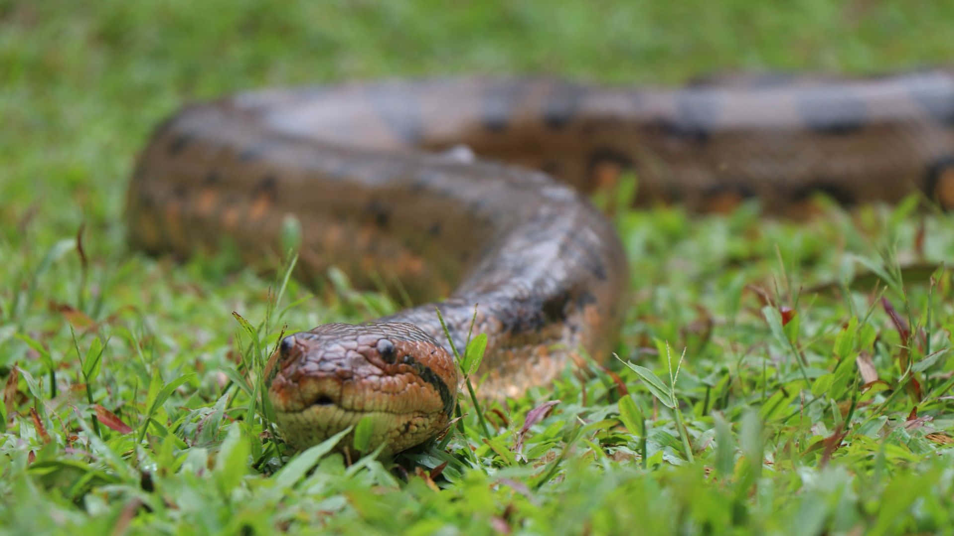 green anaconda, brown and black patterns, vibrant green grass, Full HD Desktop Wallpaper
