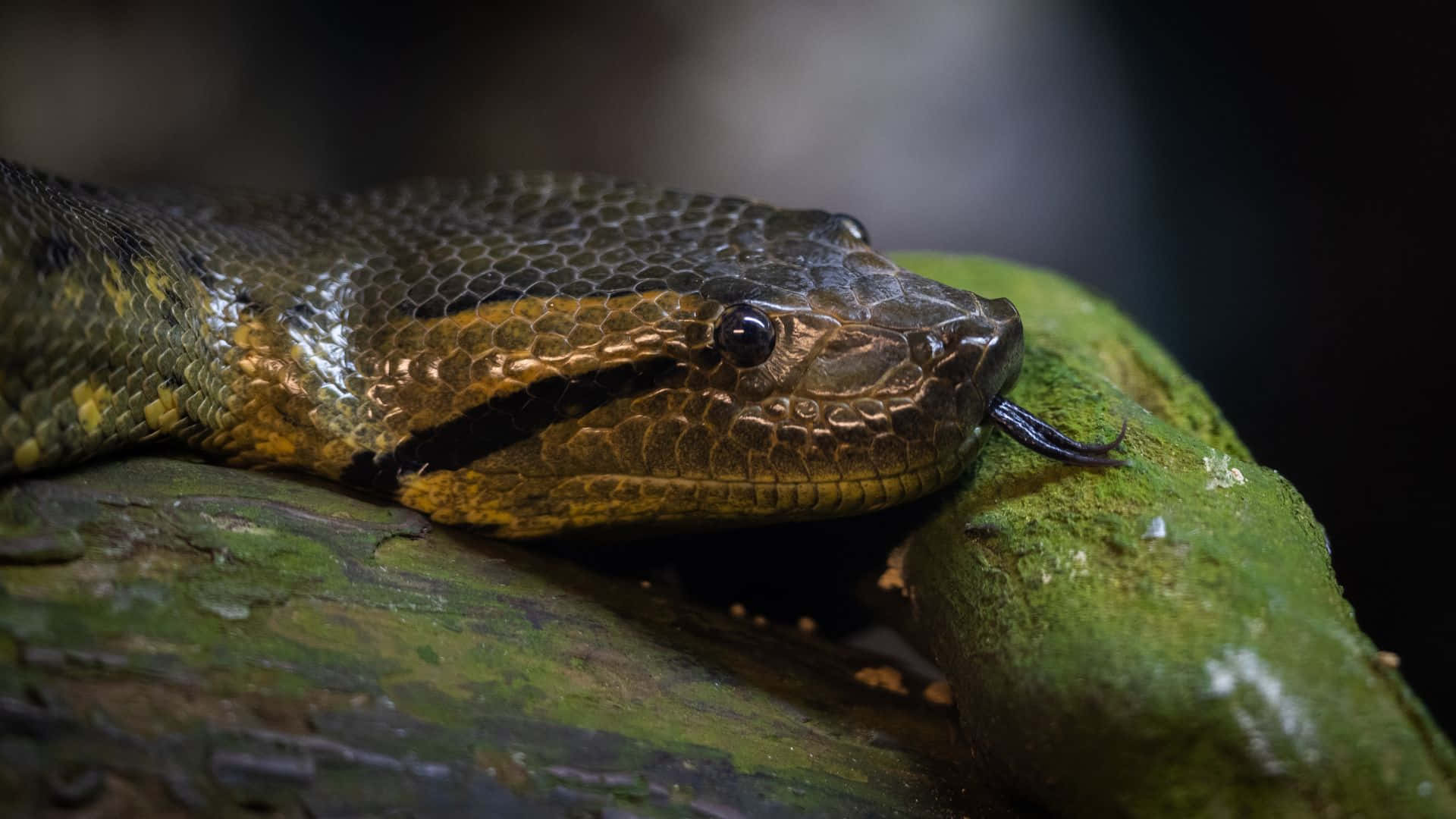 green anaconda, mossy log, dark forest, Full HD Desktop Wallpaper