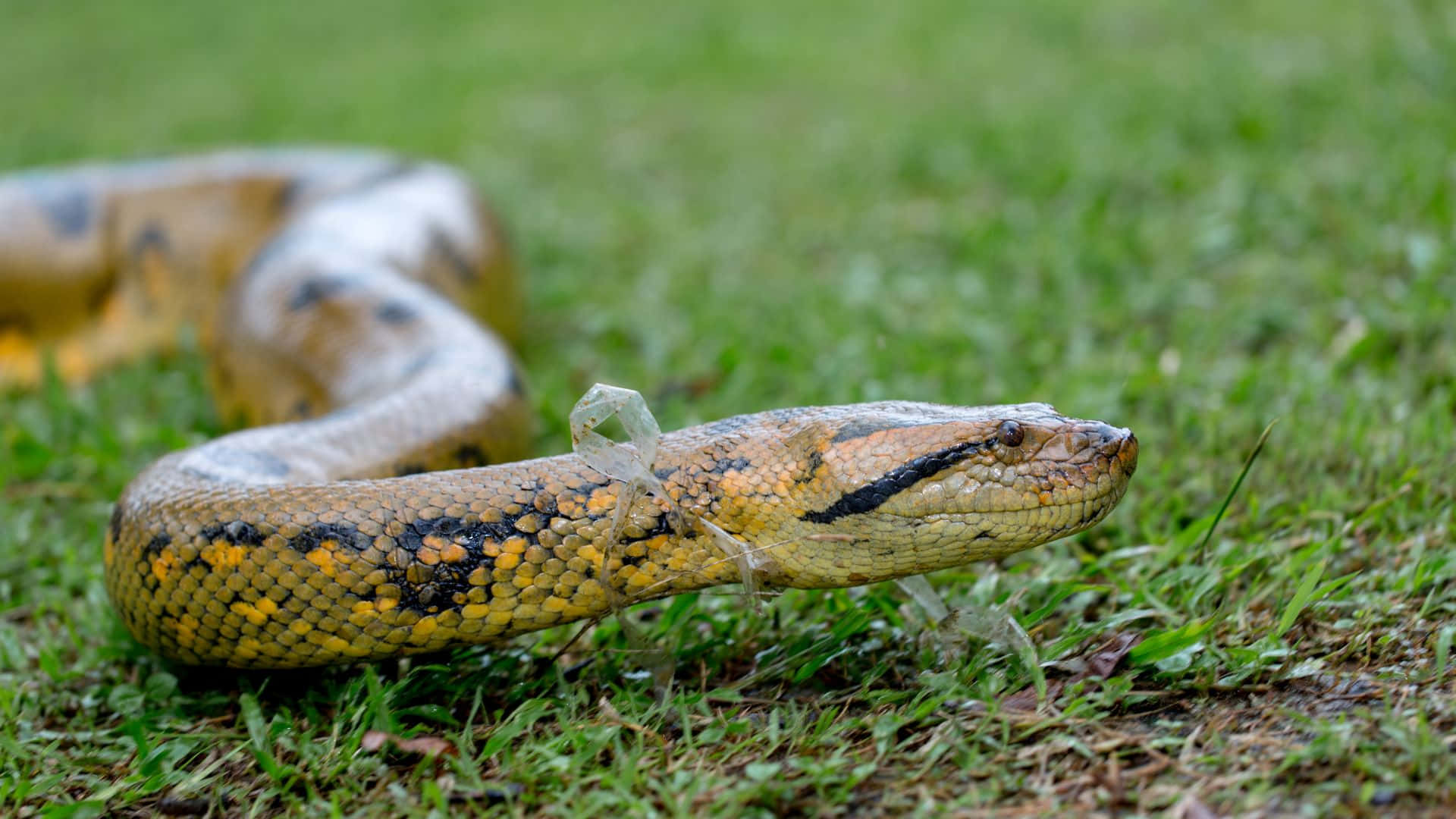 yellow anaconda, black patterned snake, vibrant green grass, Full HD Desktop Wallpaper