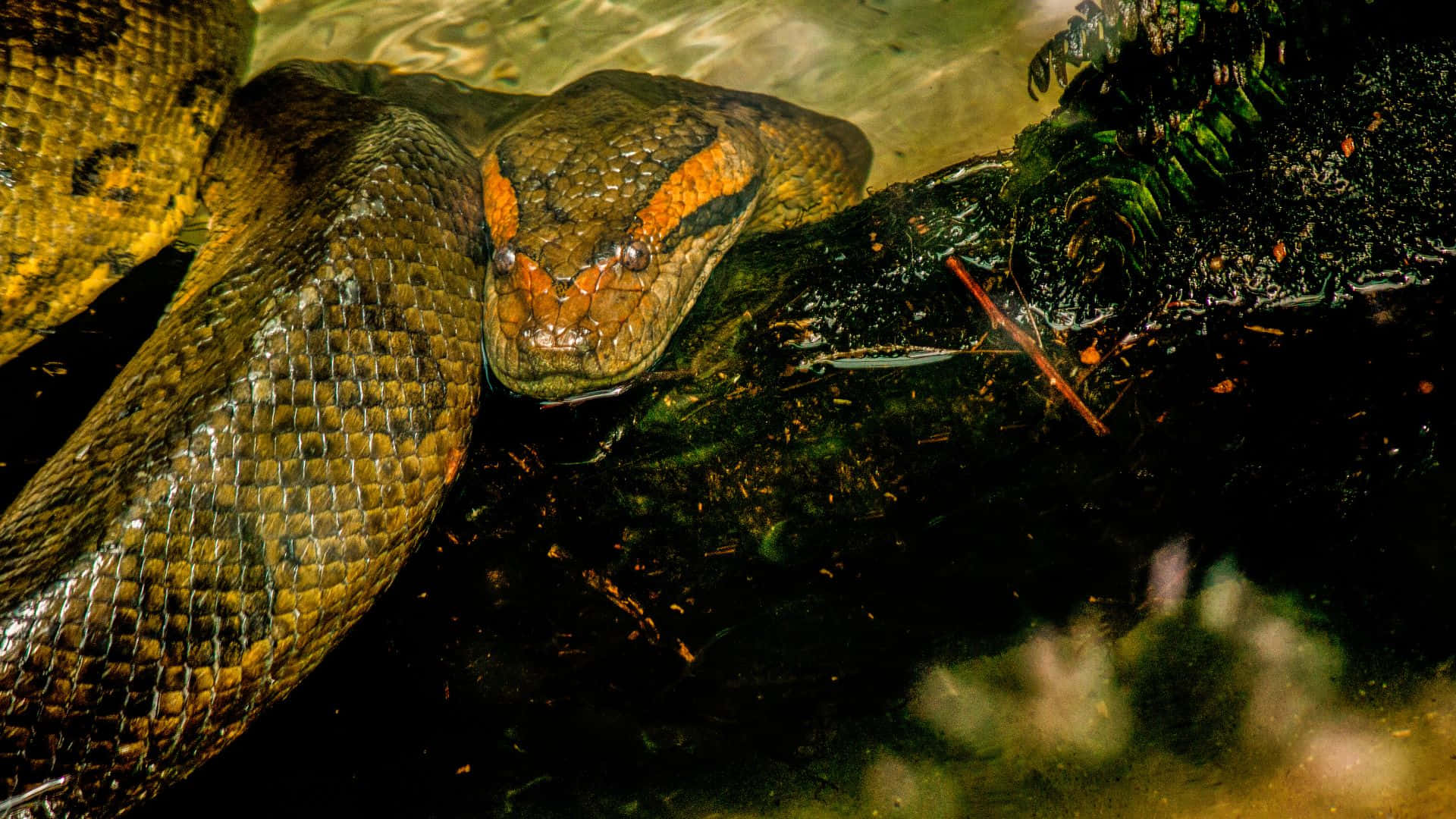 Anaconda, orange markings, murky water, Full HD Desktop Wallpaper