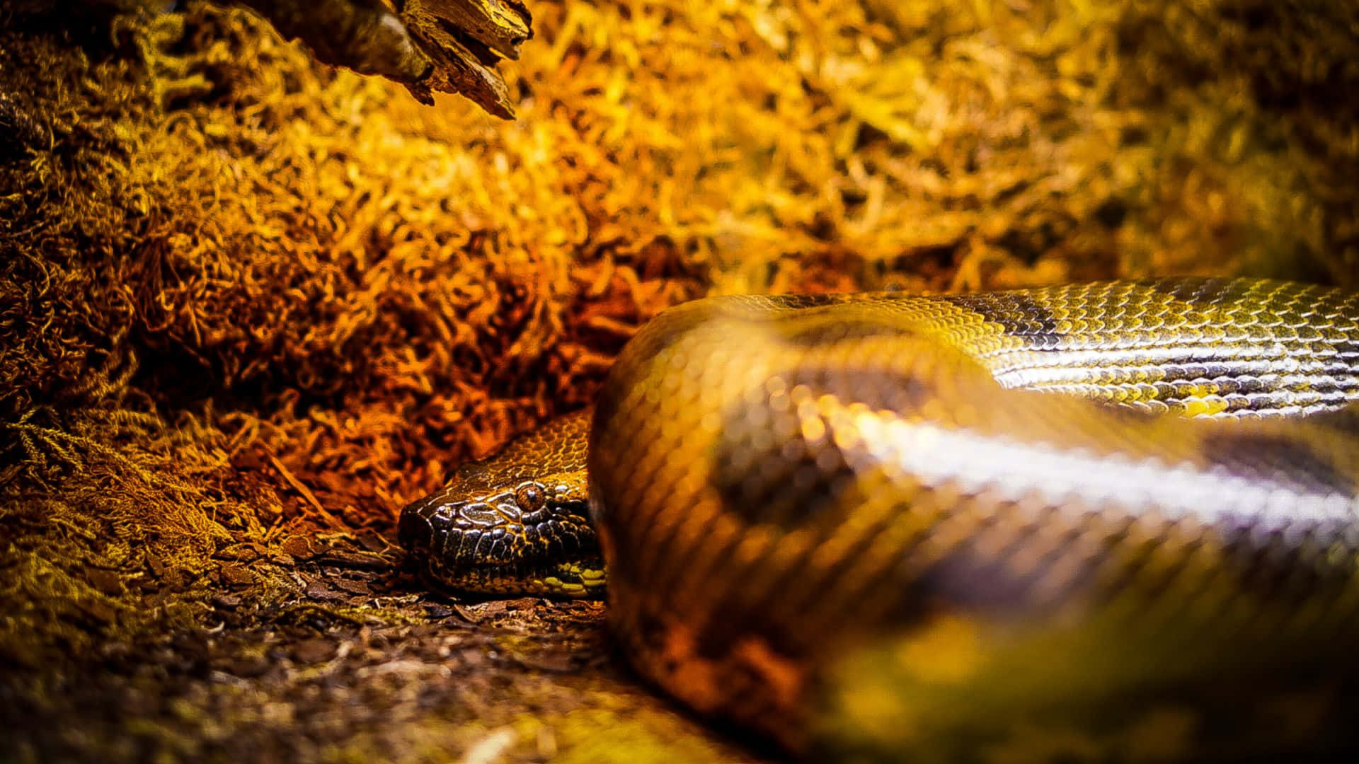 Green Anaconda, golden light, mossy ground, Full HD Desktop Wallpaper