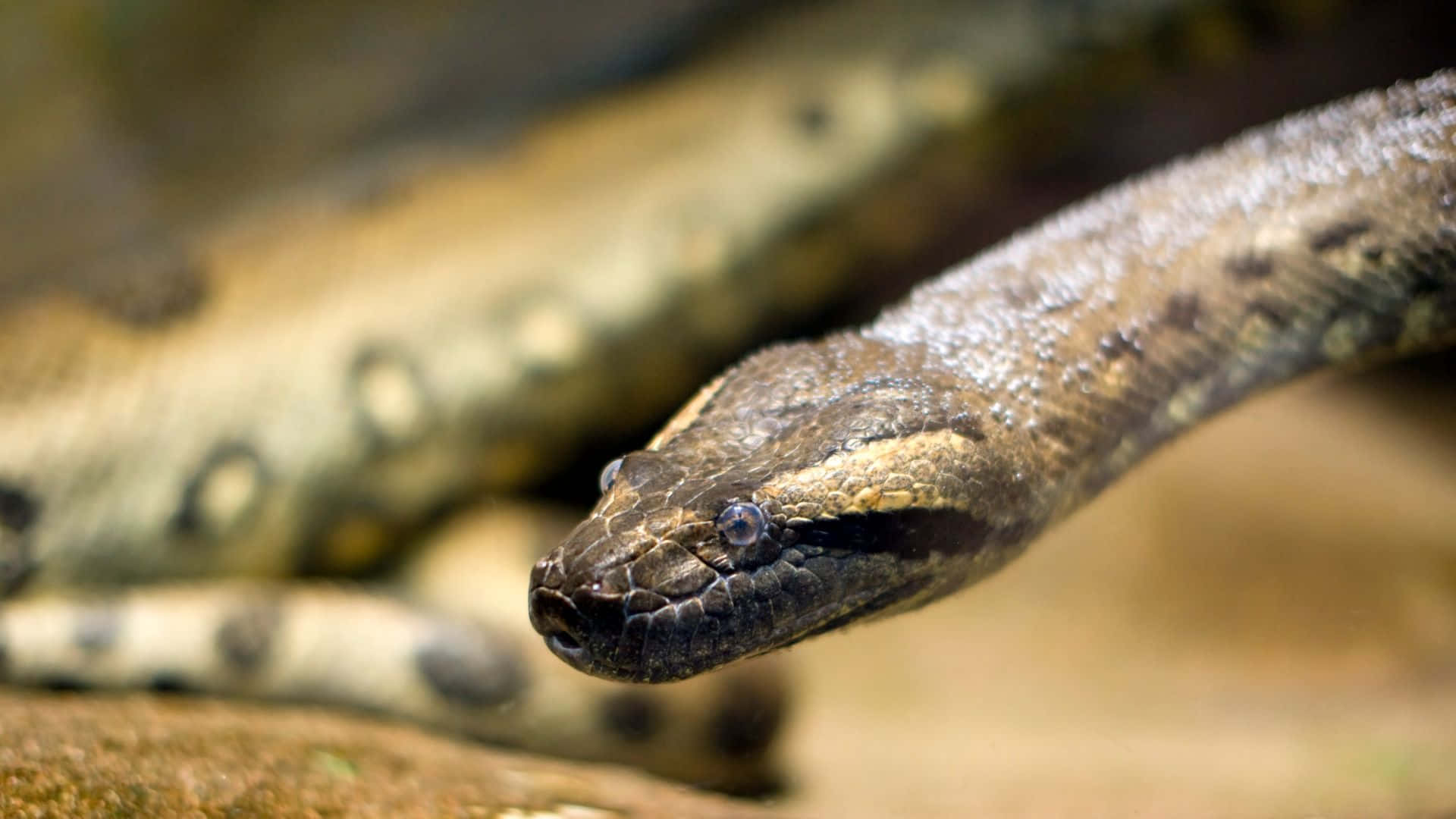 green anaconda, brown and tan patterns, coiled, Full HD Desktop Wallpaper