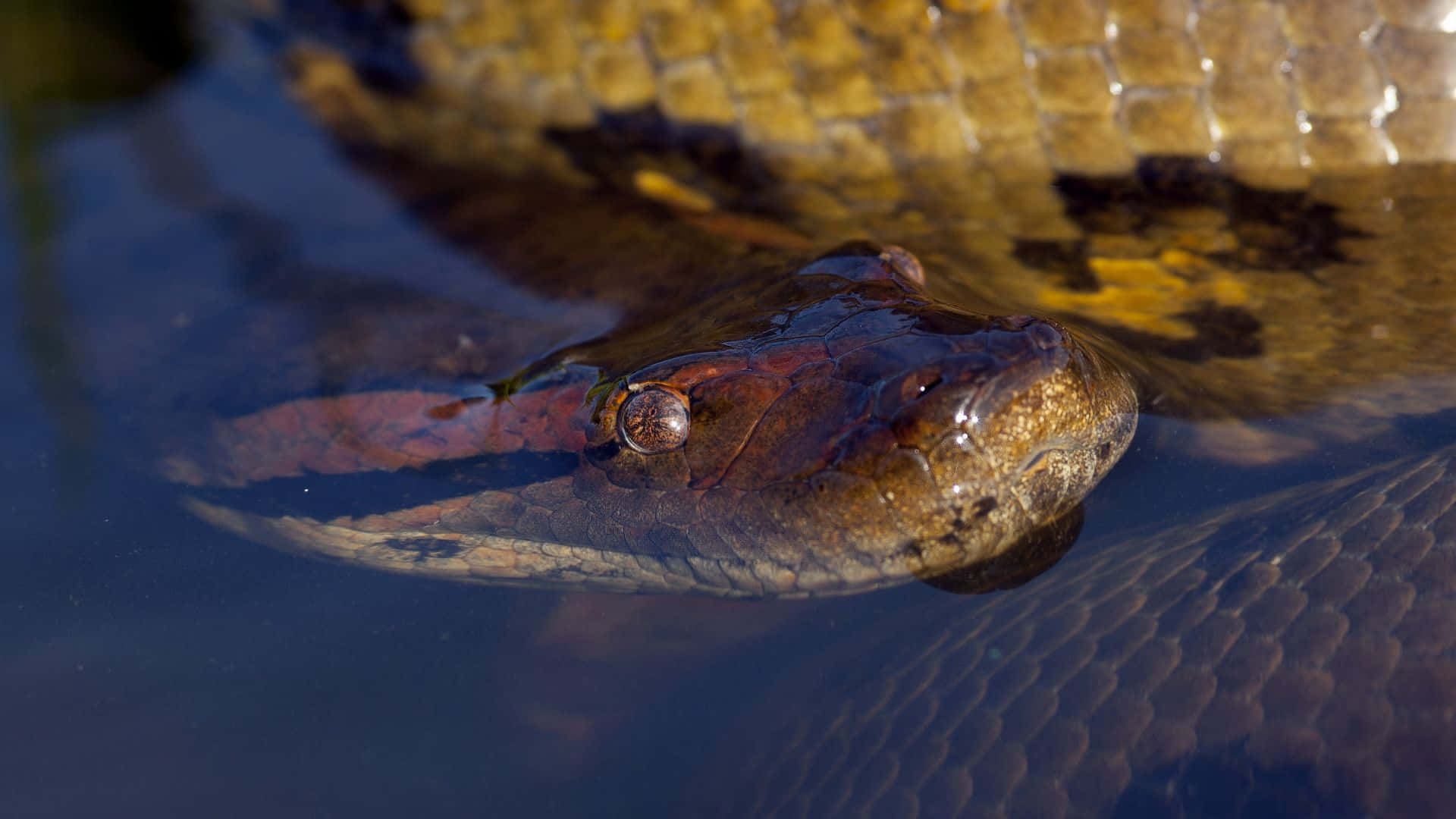 Anaconda, swimmingin water, dark water, Full HD Desktop Wallpaper