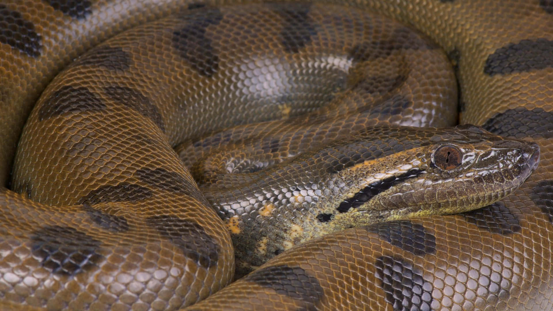 coiled anaconda, brown and black scales, focused eye, Full HD Desktop Wallpaper