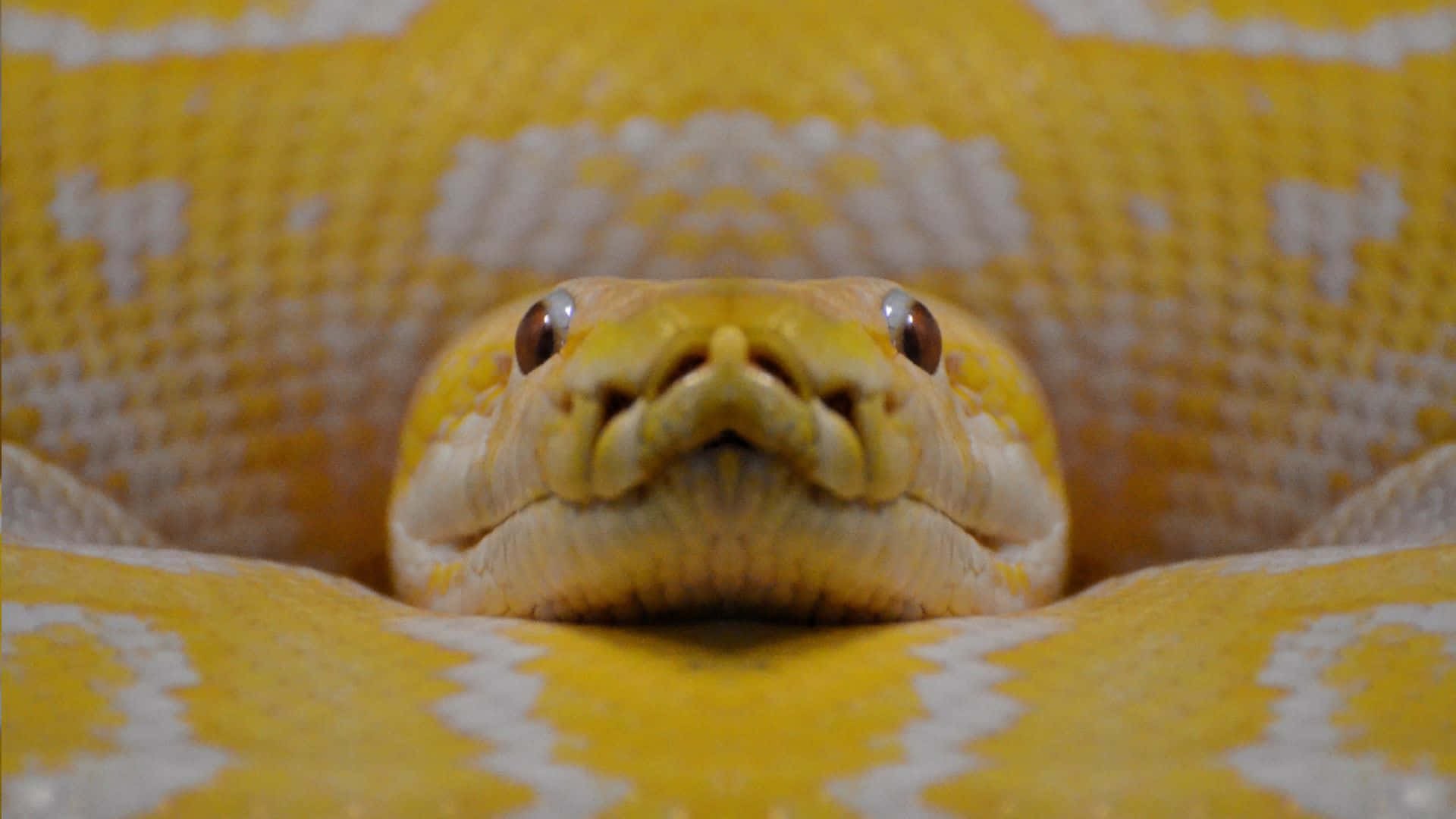 yellow anaconda, close up, python's head, Full HD Desktop Wallpaper