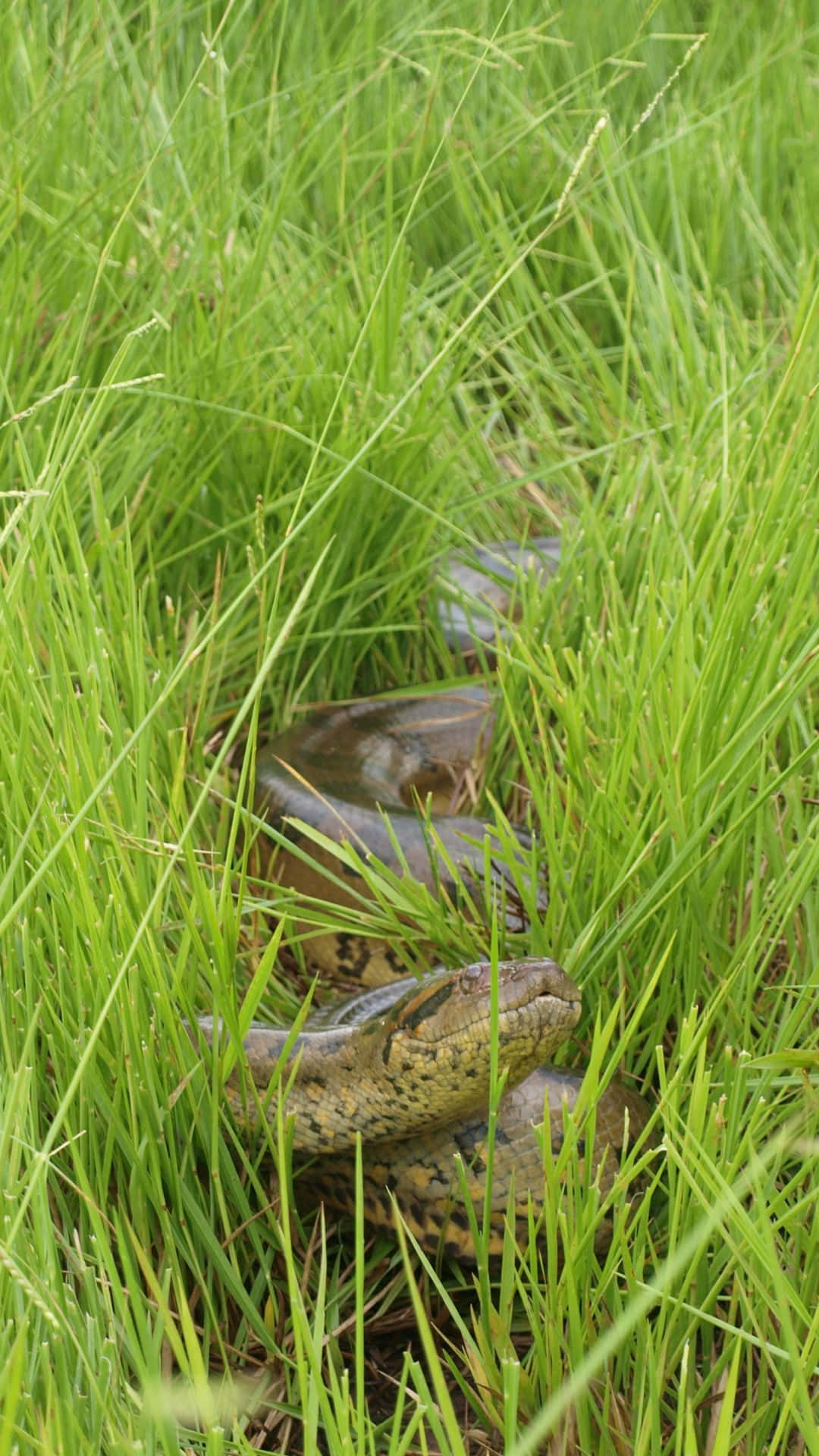 Anaconda, patterned scales, vibrant green grass, Full HD Phone Wallpaper