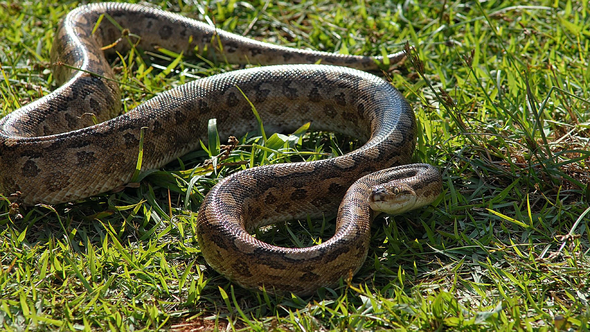 Green Grass Anaconda, python, vibrant green grass, Full HD Desktop Wallpaper