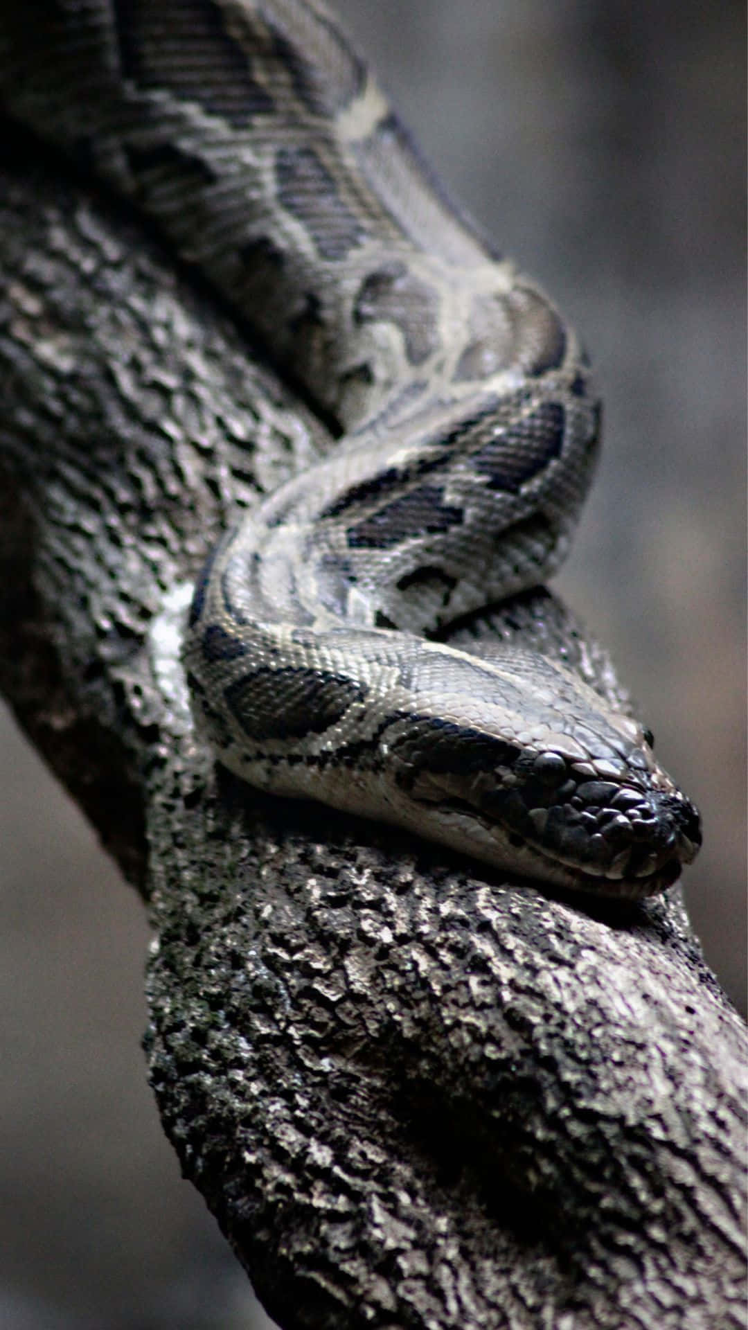 Anaconda, tree, coiled, Full HD Phone Wallpaper