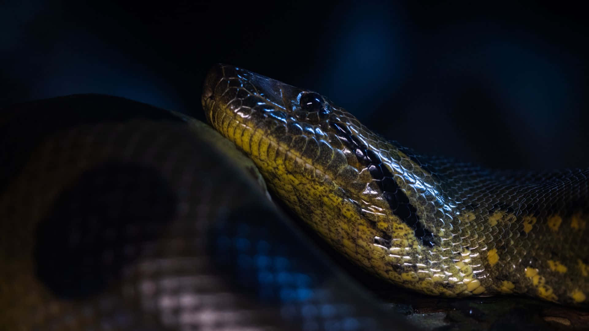 green anaconda, yellow and black patterned, coiled, Full HD Desktop Wallpaper