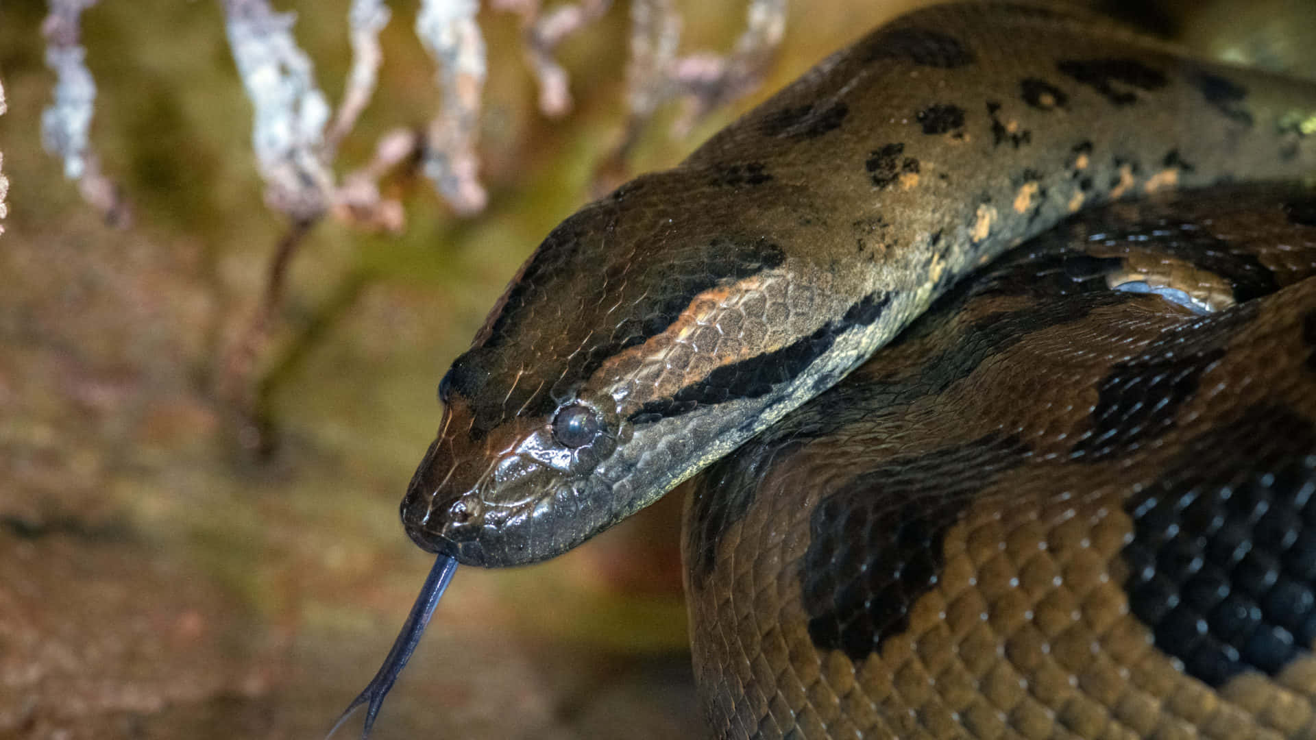 Anaconda, brown snake, black and tan patterns, Full HD Desktop Wallpaper