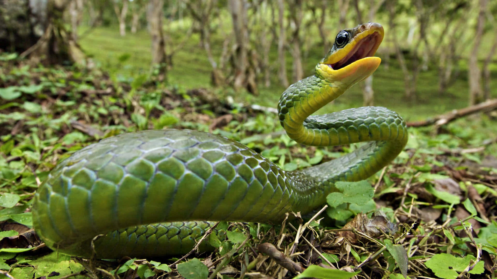 Green Anaconda, forest undergrowth, natural light, Full HD Desktop Wallpaper