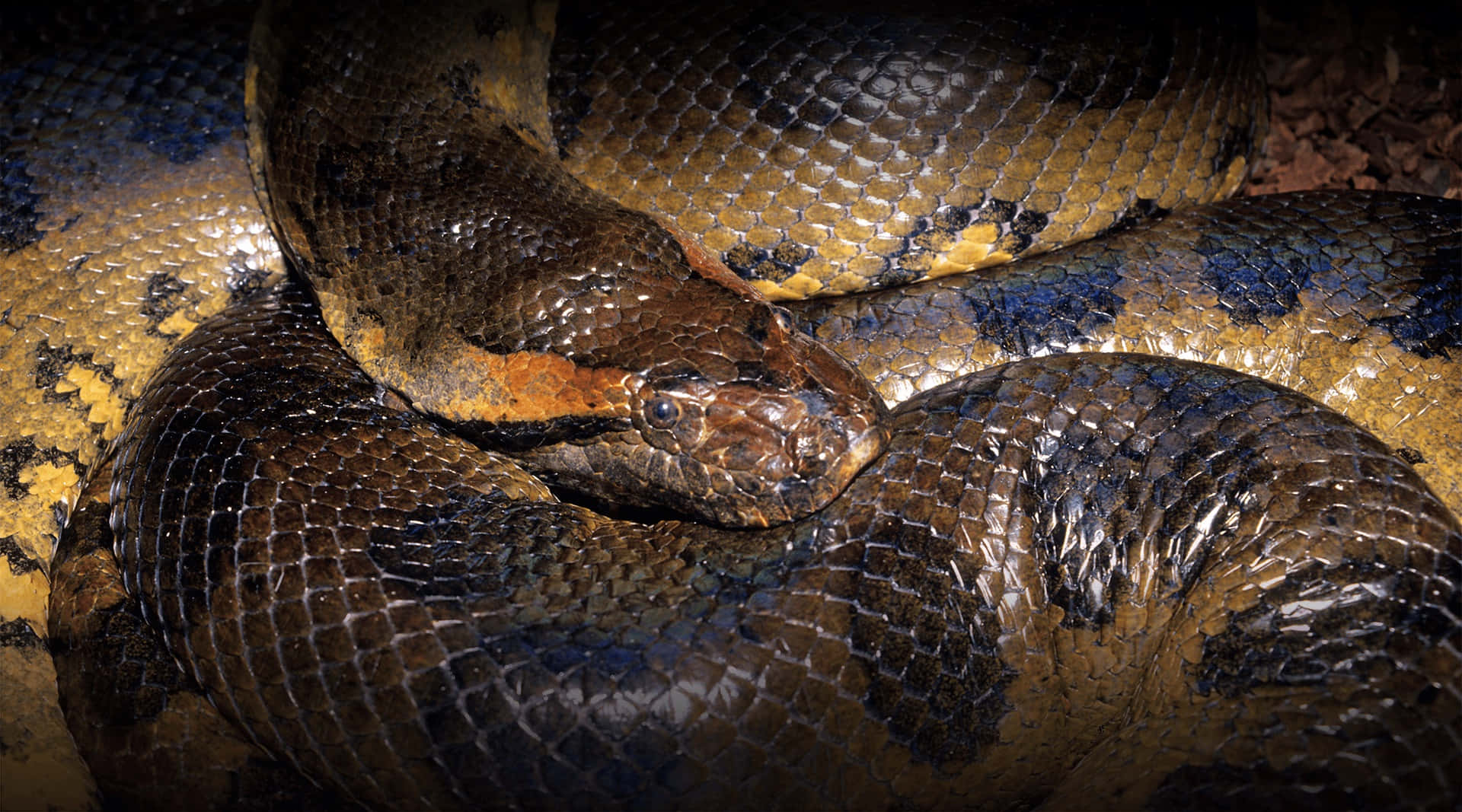 coiled anaconda, glossy brown and yellow scales, dramatic lighting, Full HD Desktop Wallpaper