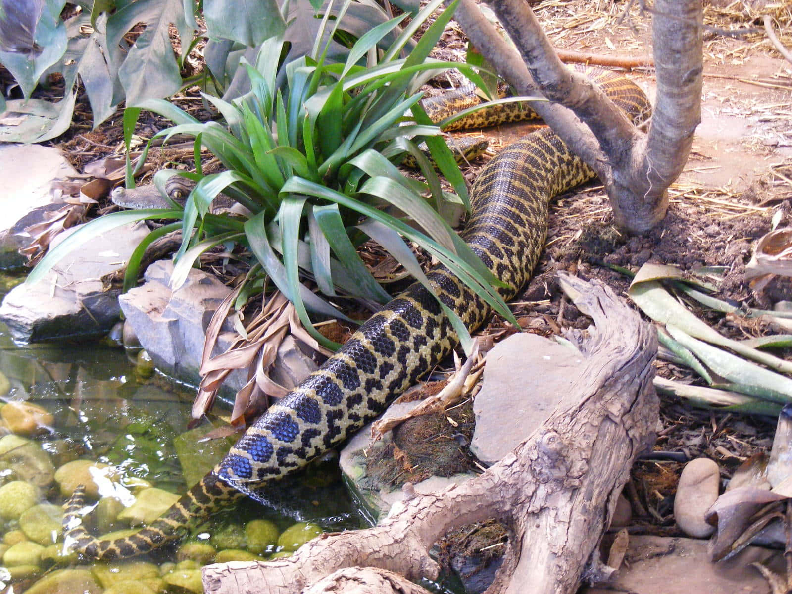 Anaconda, natural habitat, shallow pond, HD Desktop Wallpaper