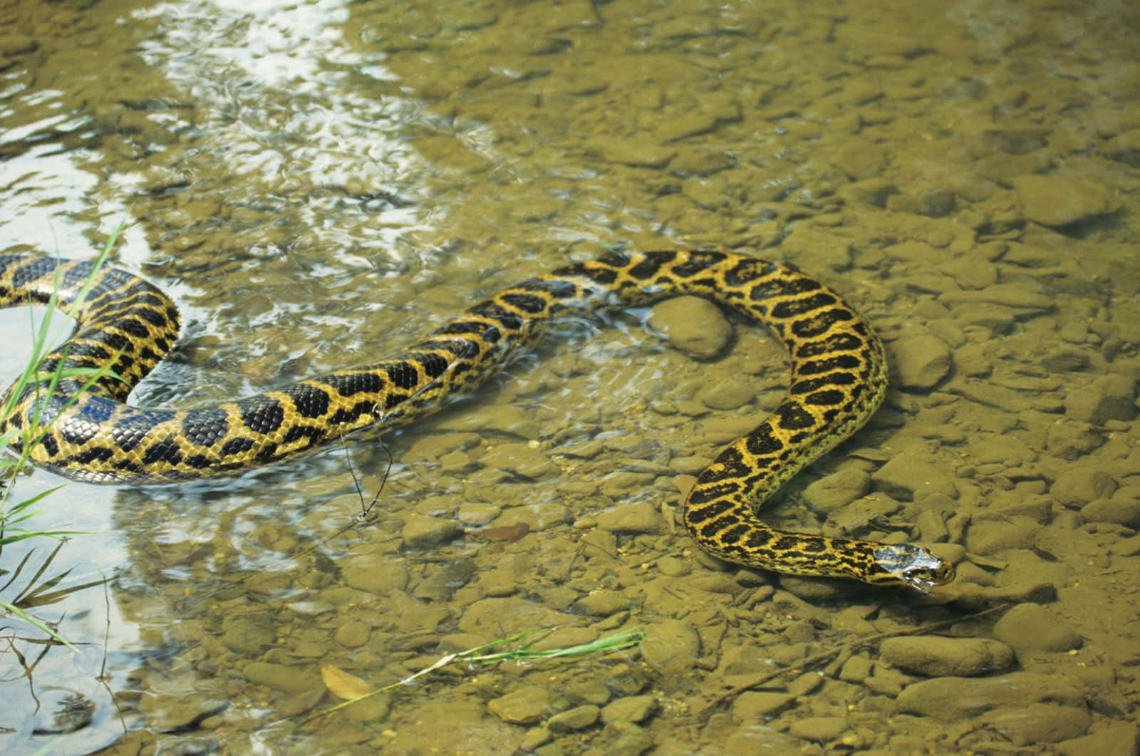 Anaconda, black and yellow scales, shallow, clear water, HD Desktop Wallpaper