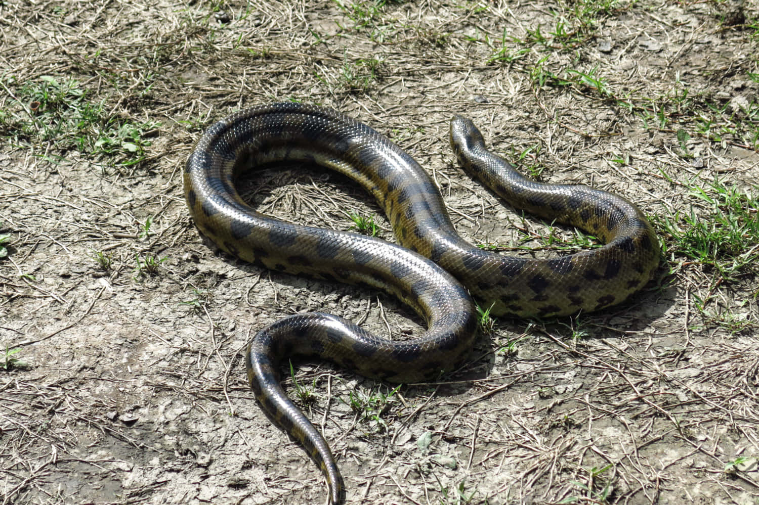 Green Anaconda, sunbathing, bright sunlight, HD Desktop Wallpaper