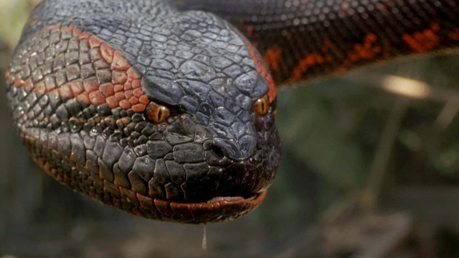 Anaconda, black and red, textured scales, HD Desktop Wallpaper